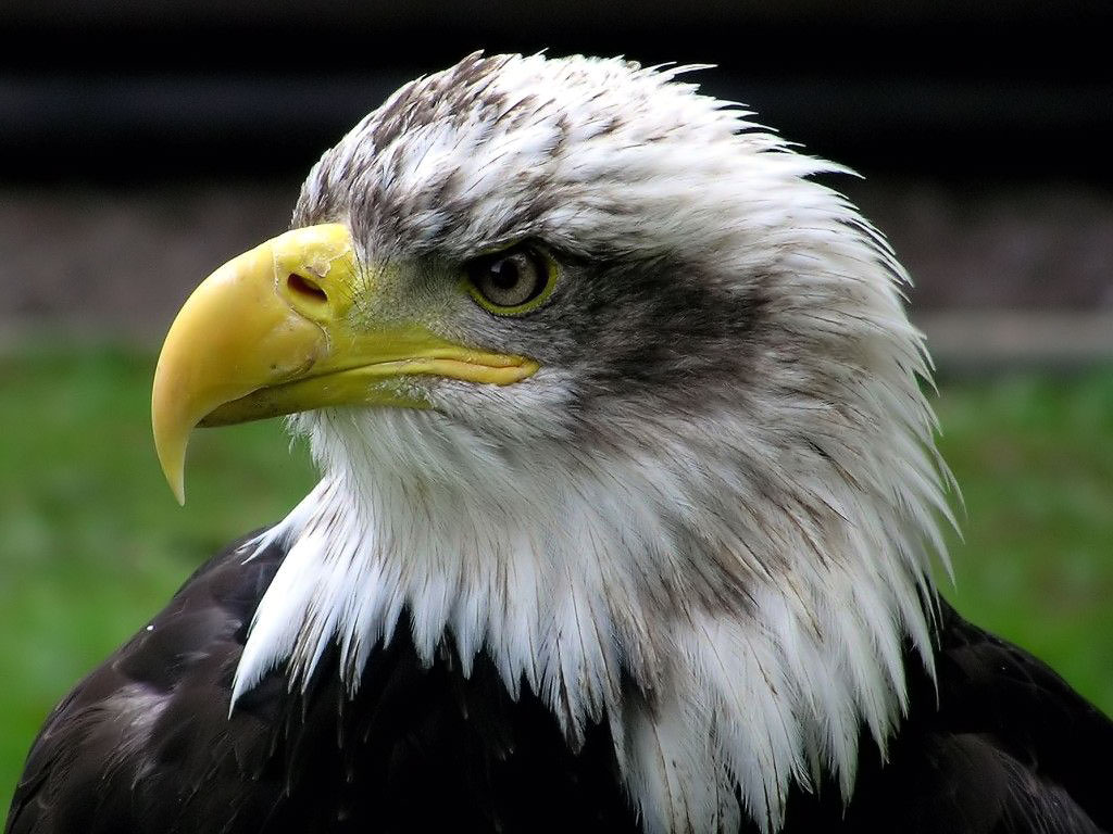 Cute Bald Eagle - HD Wallpaper 