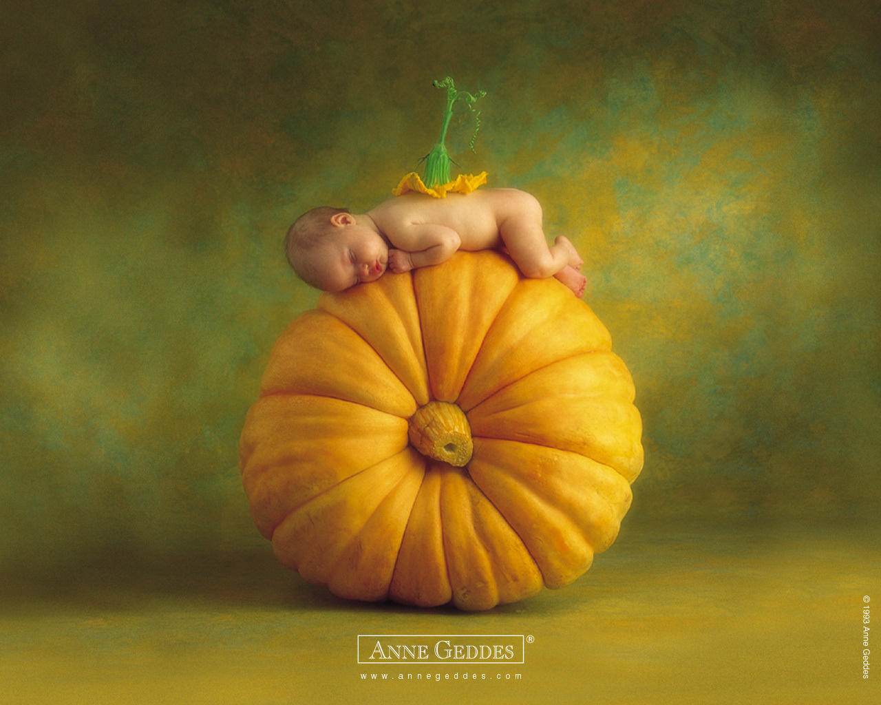 Anne Geddes - HD Wallpaper 