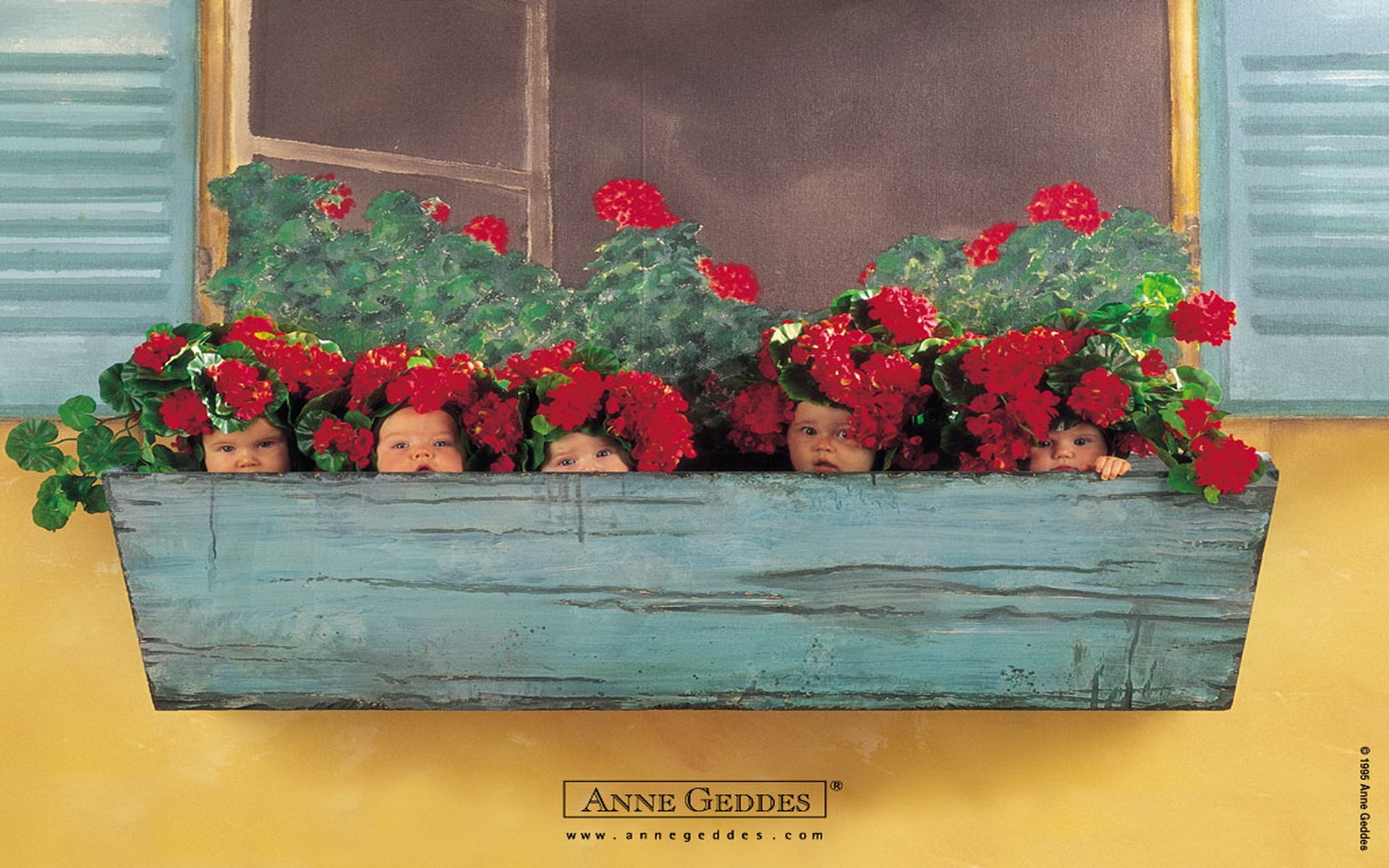 Gerani Anne Geddes - HD Wallpaper 