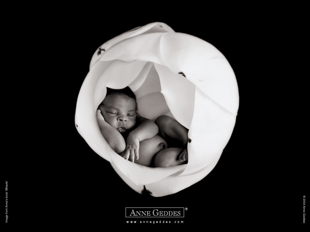 1204553799 My Water Lilly Bed - Famous Newborn Photographer Anne Geddes - HD Wallpaper 