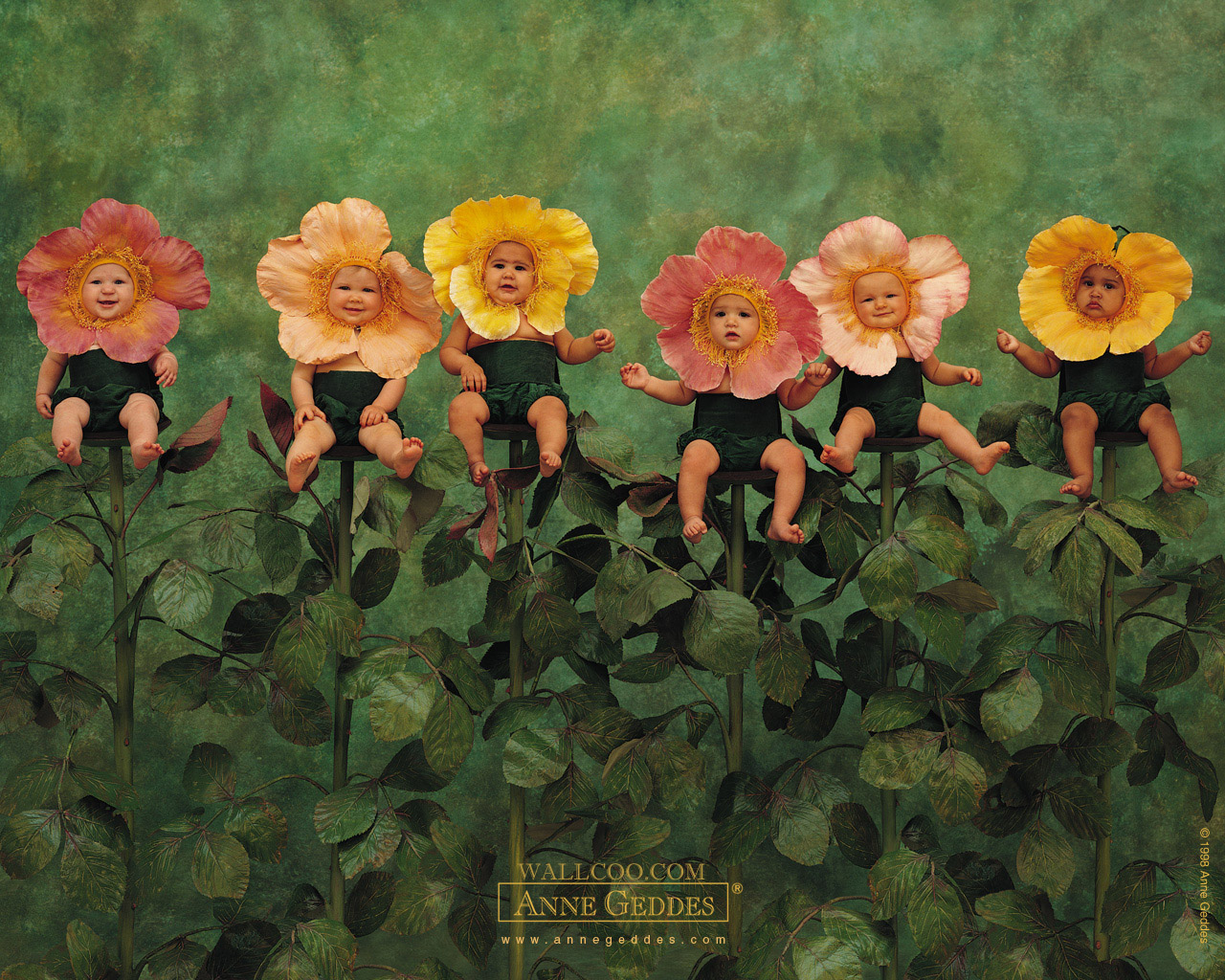 Anne Geddes Baby Photography , Newborn Baby Photography, - Anne Geddes Baby In Garden - HD Wallpaper 