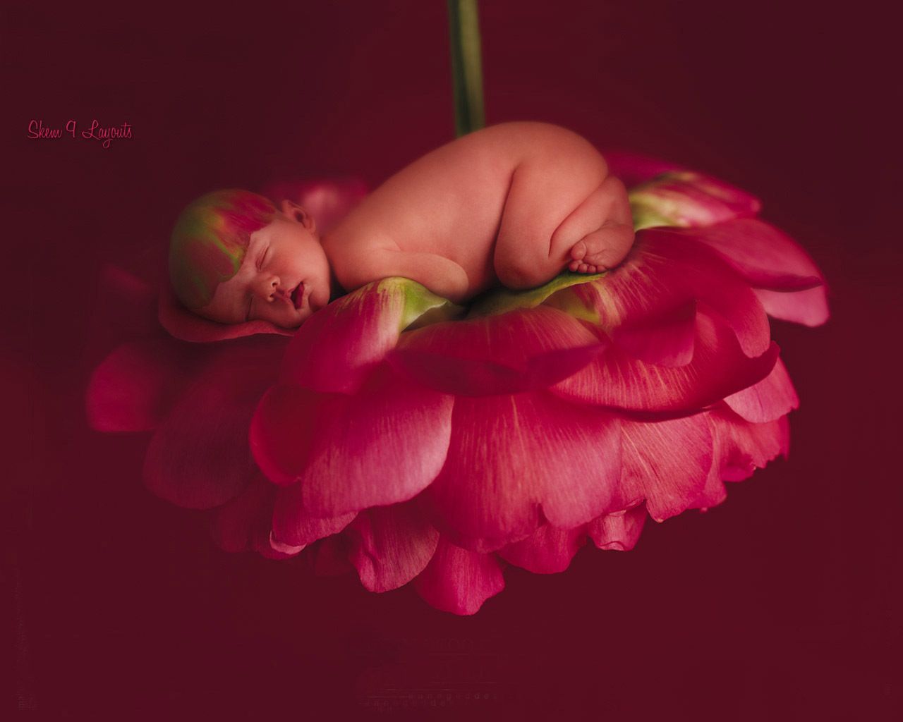 Anne Geddes - HD Wallpaper 