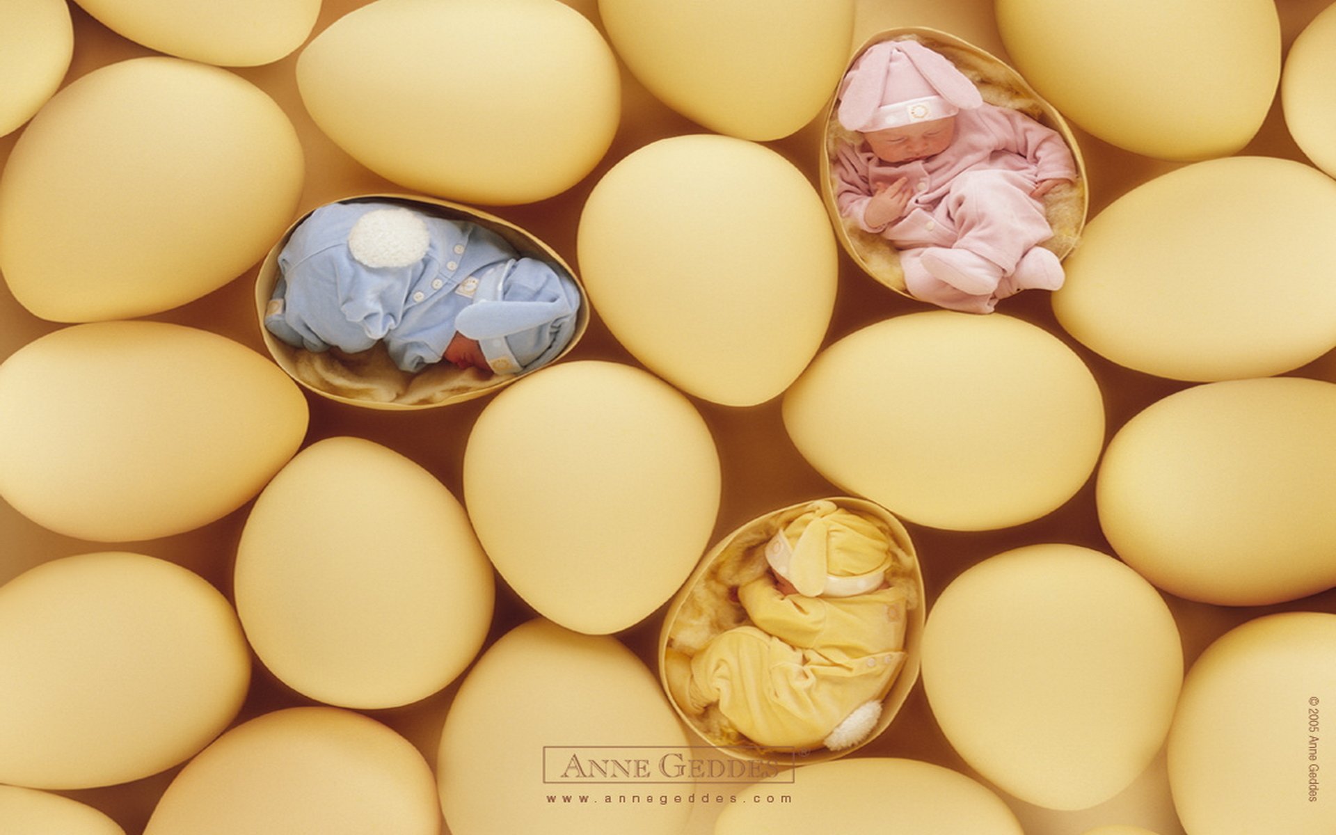 Anne Geddes Egg Baby - HD Wallpaper 