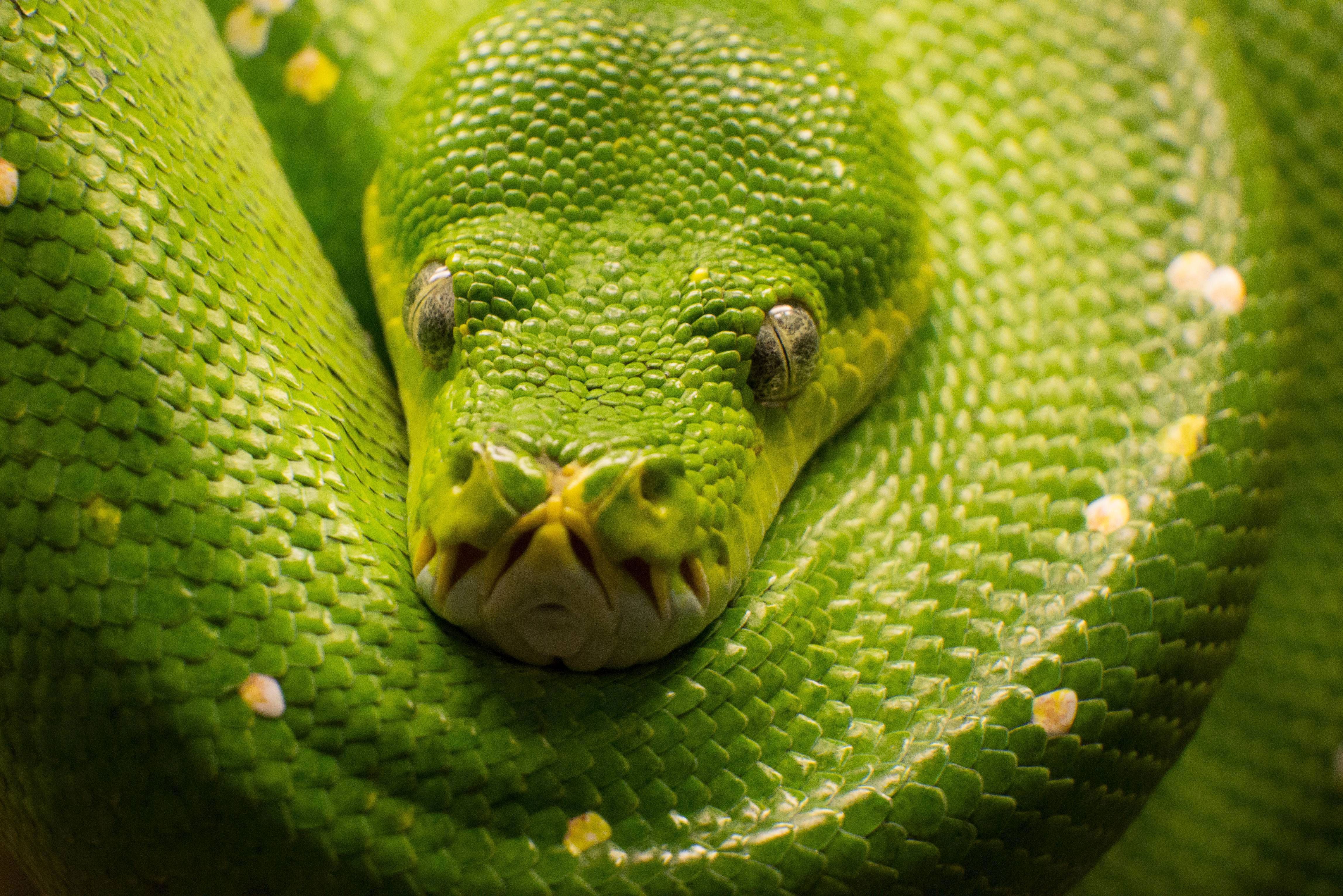 Green And White Snake Name - HD Wallpaper 