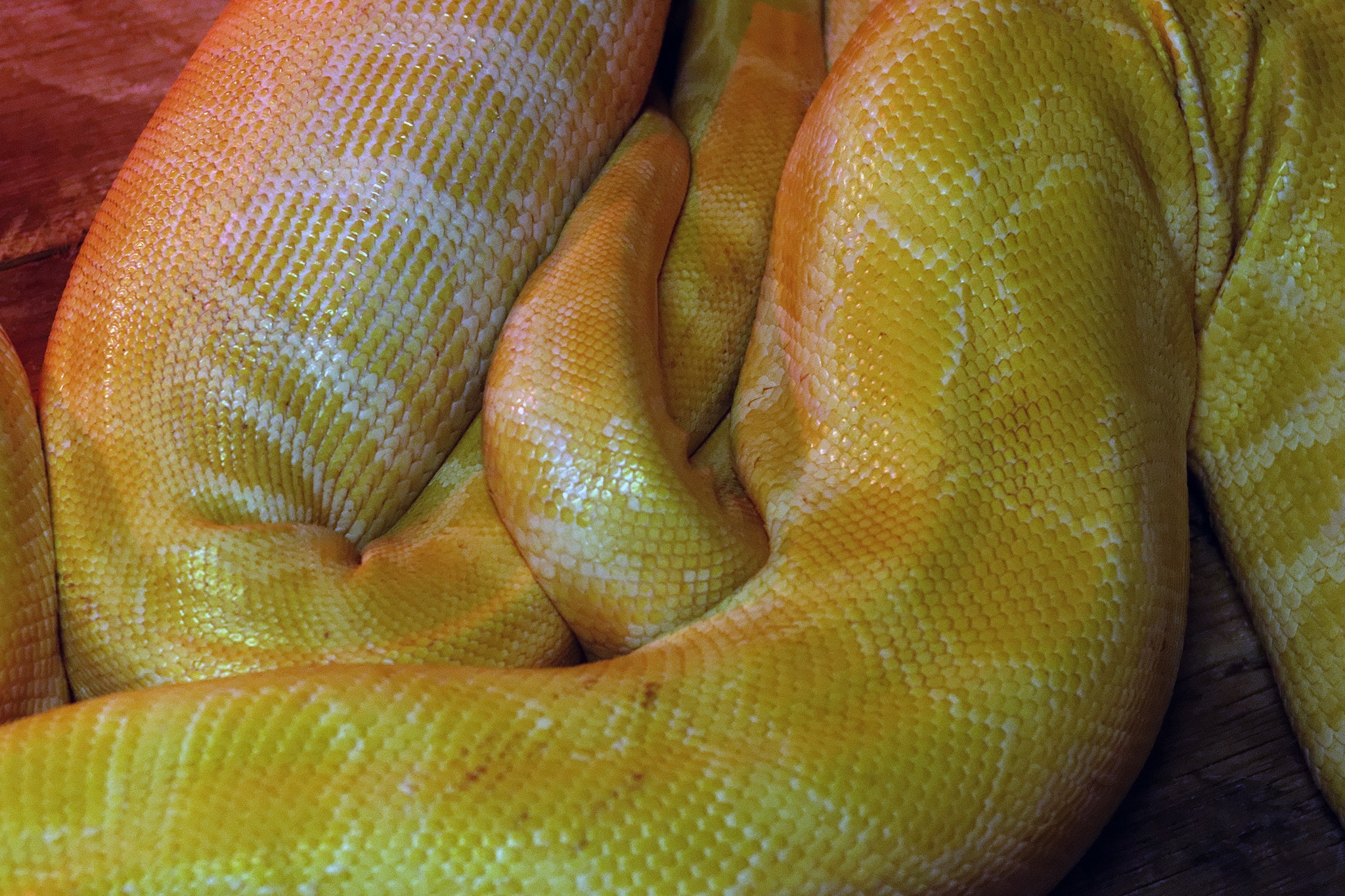 Burmese Python - 2048x1365 Wallpaper - teahub.io