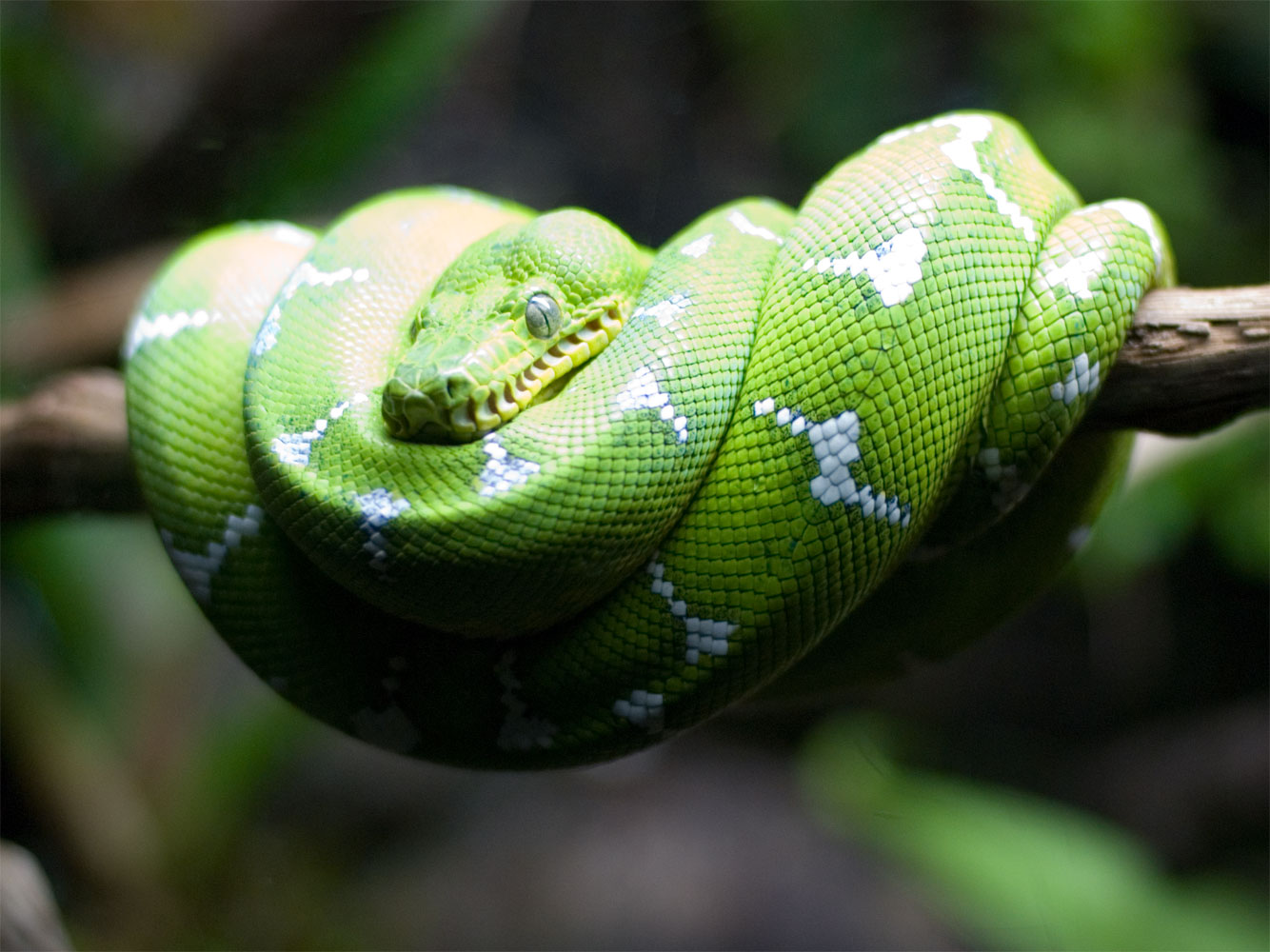 Emerald Tree Boa Amazon Equador - HD Wallpaper 