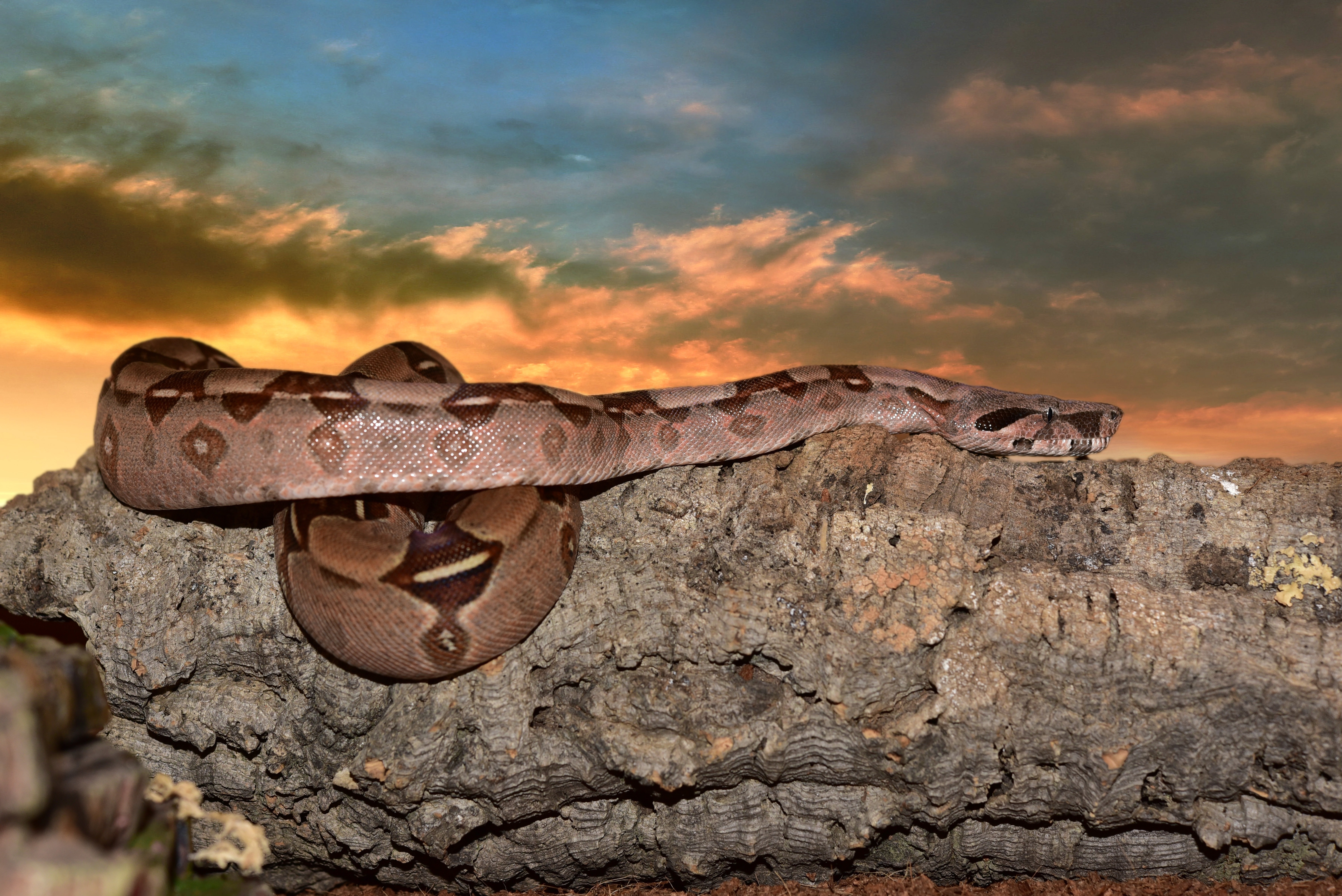 Boa Constrictor - HD Wallpaper 