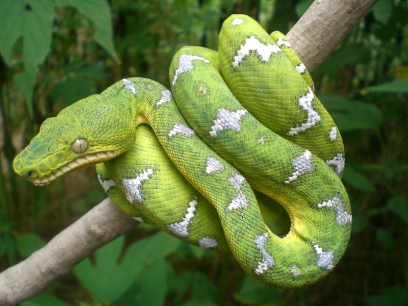 Emerald Tree Boa Photo - Emerald Tree Boa Venomous Snakes - HD Wallpaper 
