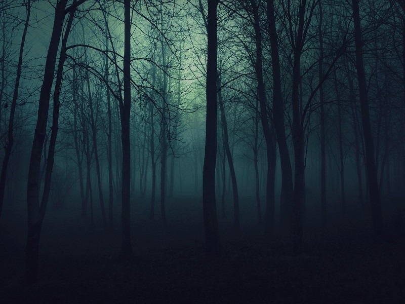 Gothic Forest Wallpaper - Dark Forest - HD Wallpaper 