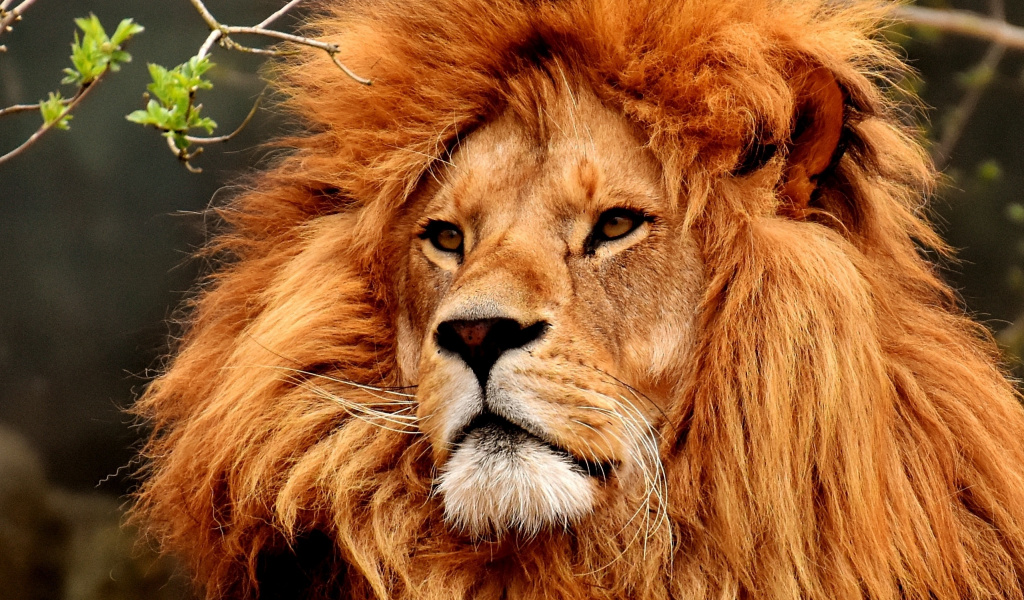 Fur, Muzzle, Predator, Lion, Wallpaper - Lion Image Full Hd - HD Wallpaper 