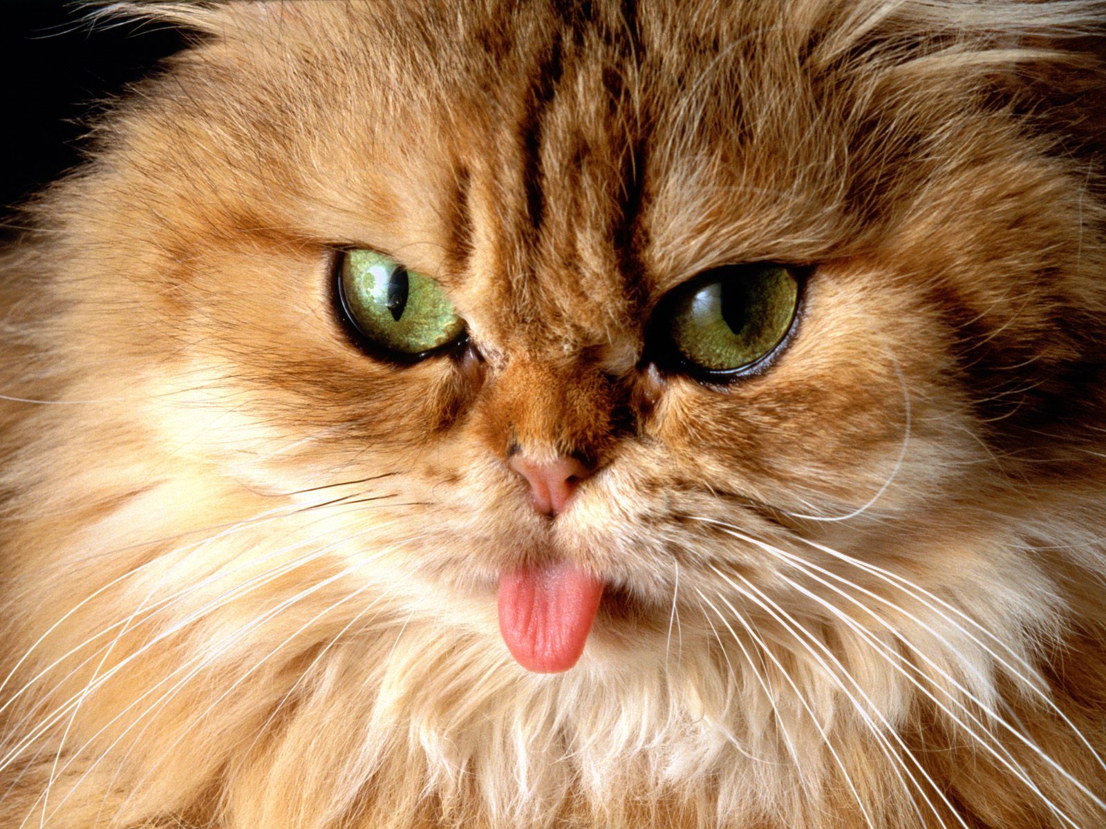 Fluffy Cat - HD Wallpaper 