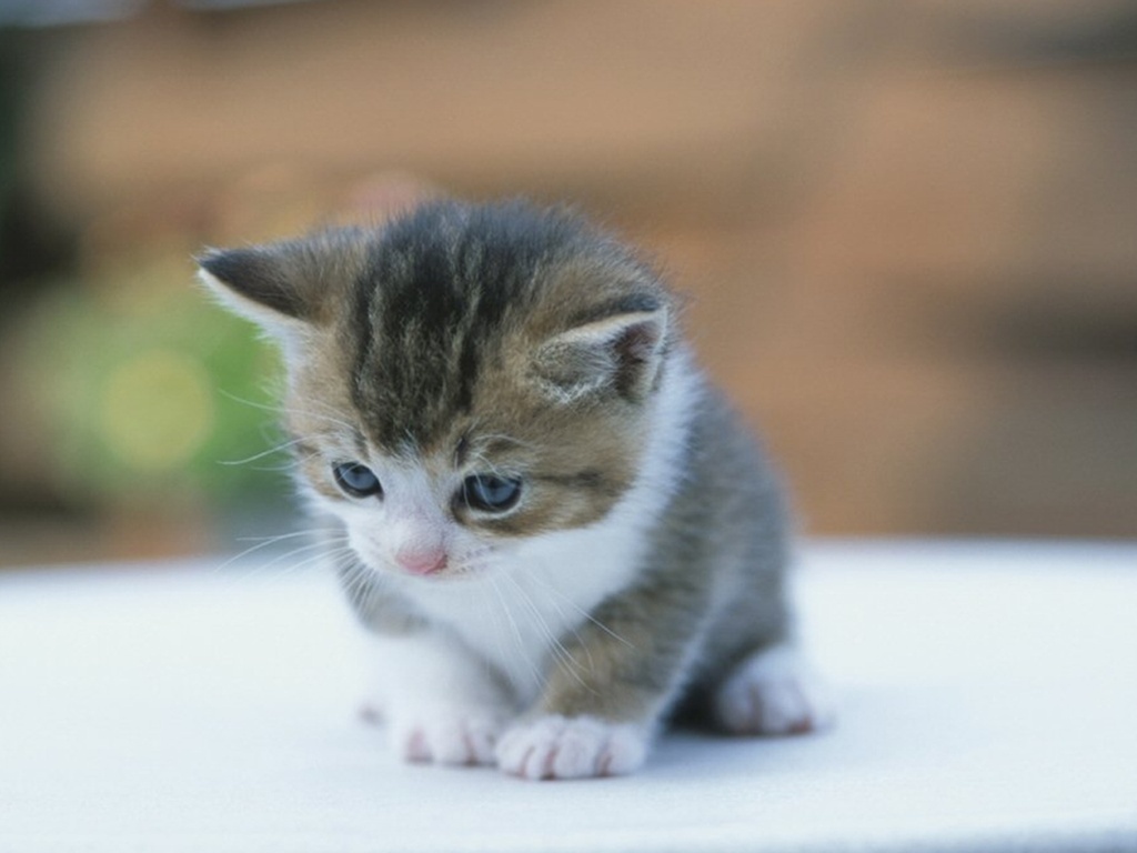 Gatos Pequeños Lindos - HD Wallpaper 