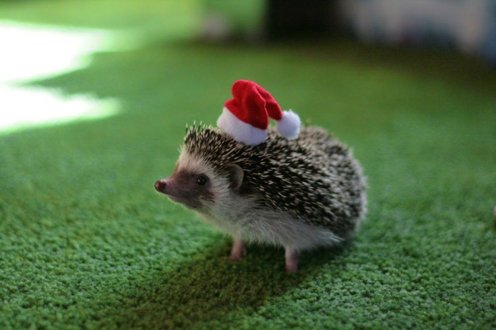 Hedgehog With Christmas Hat - HD Wallpaper 