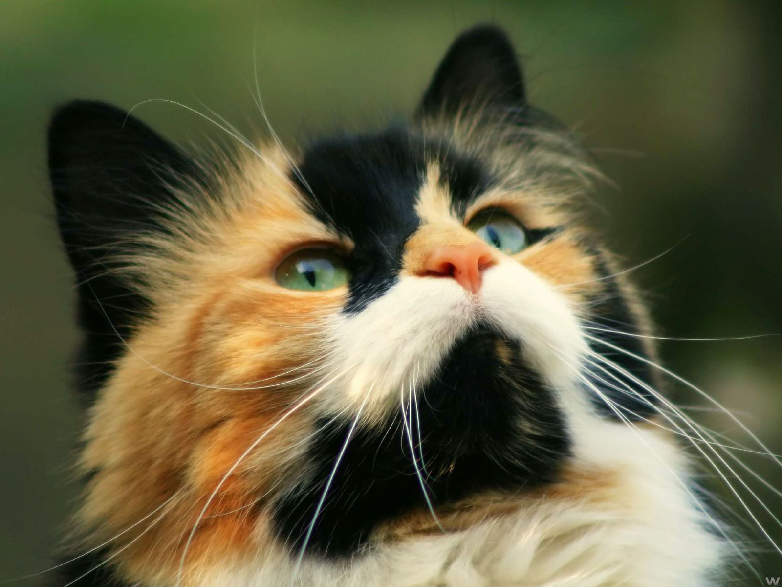 Http - //3 - Bp - Blogspot - Com/ Hermosos Tiernos - Gato Calico - HD Wallpaper 