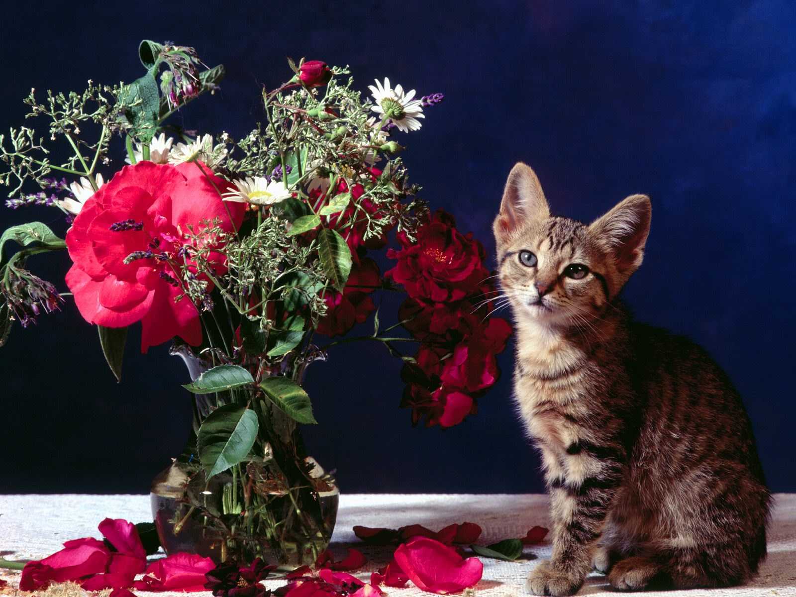 Cat - HD Wallpaper 