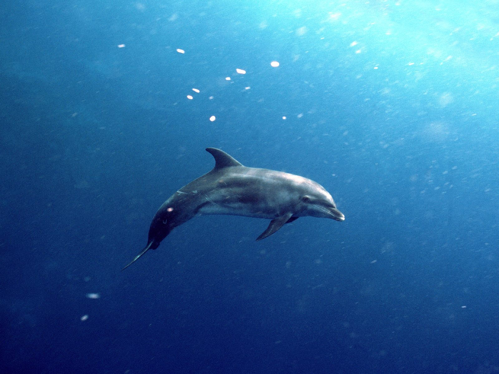 Dolphin Inside The Water - HD Wallpaper 