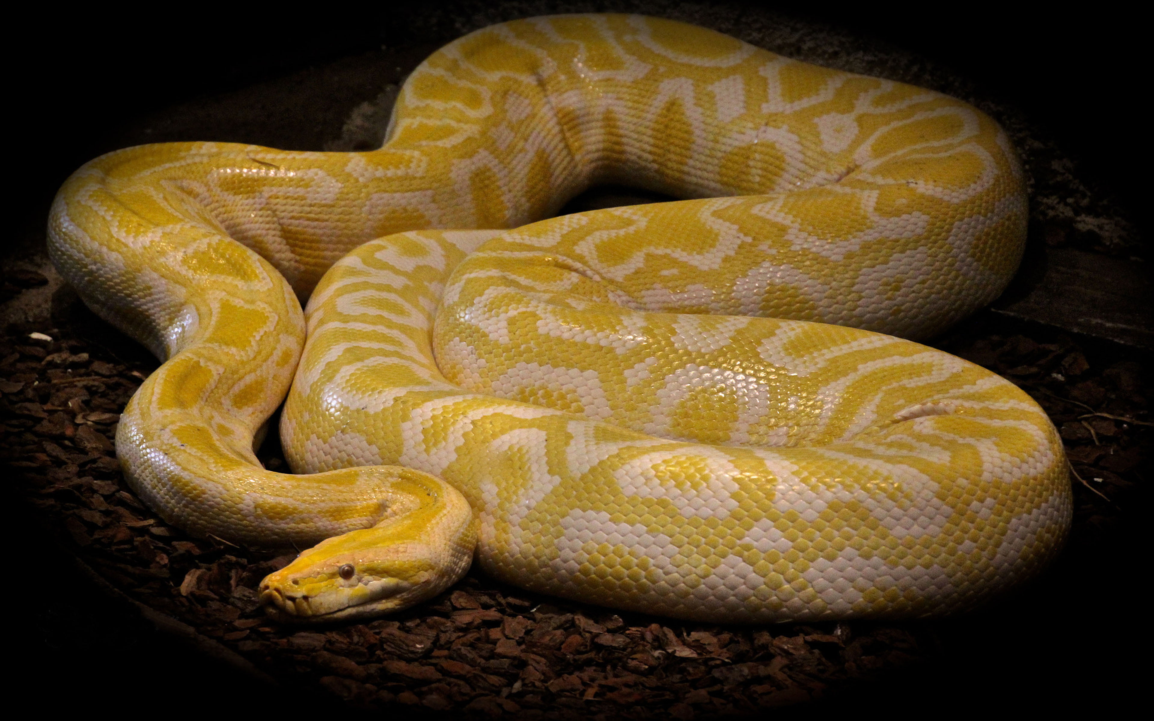 Yellow Python Snake - 3840x2400 Wallpaper - teahub.io