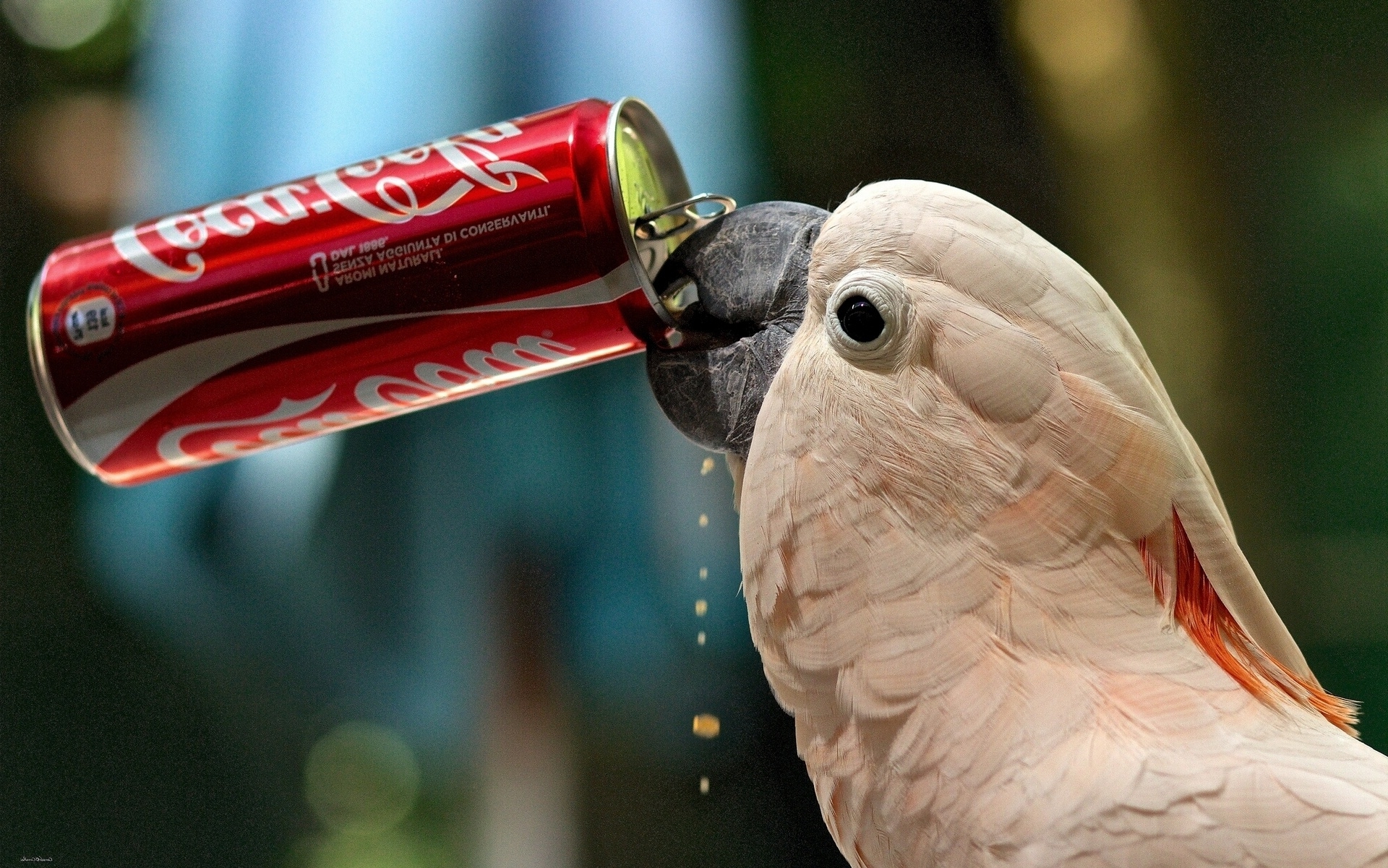 Animals Drinking Coca Cola - 1920x1201 Wallpaper Animals Drinking Coca Cola - 1920x1201 Wallpaper