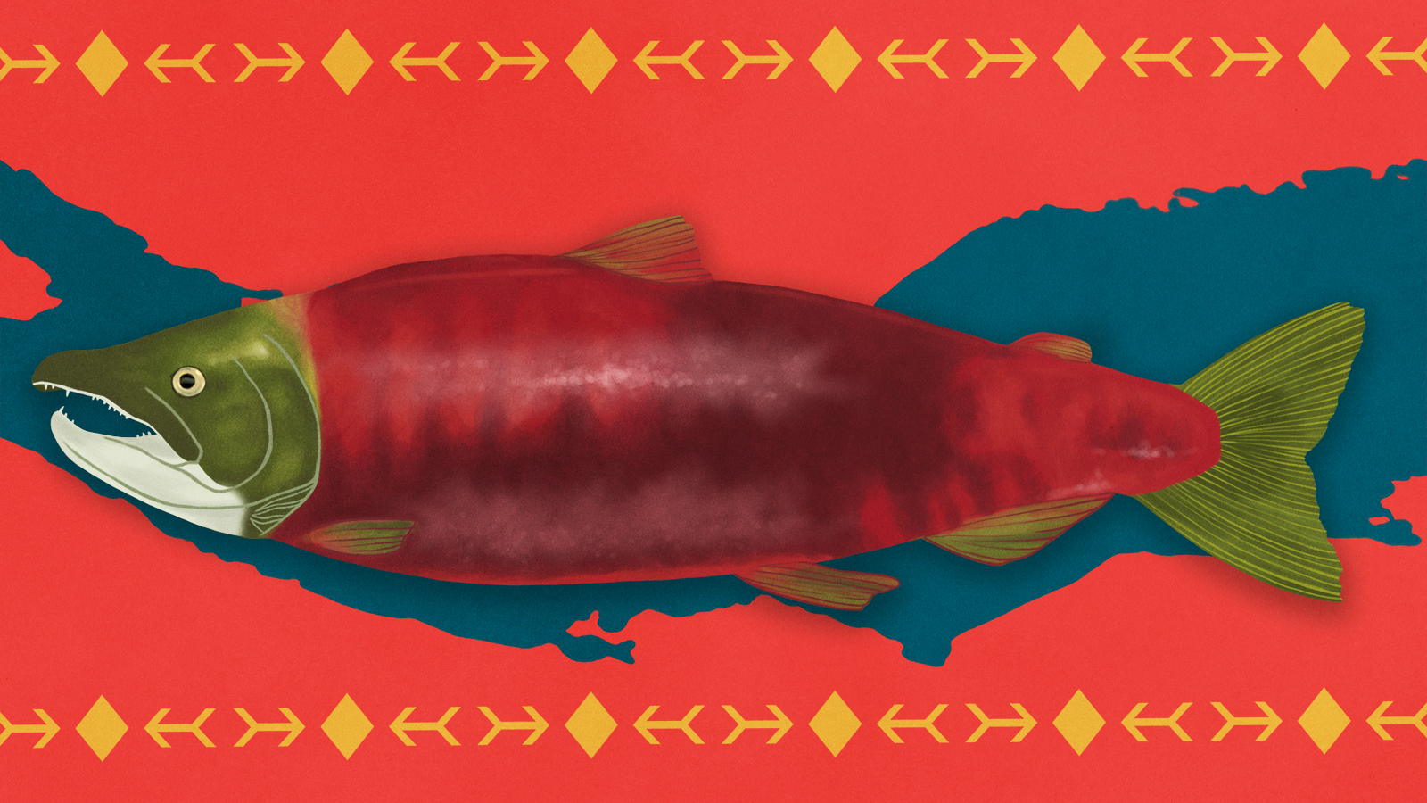 Wrasses - HD Wallpaper 