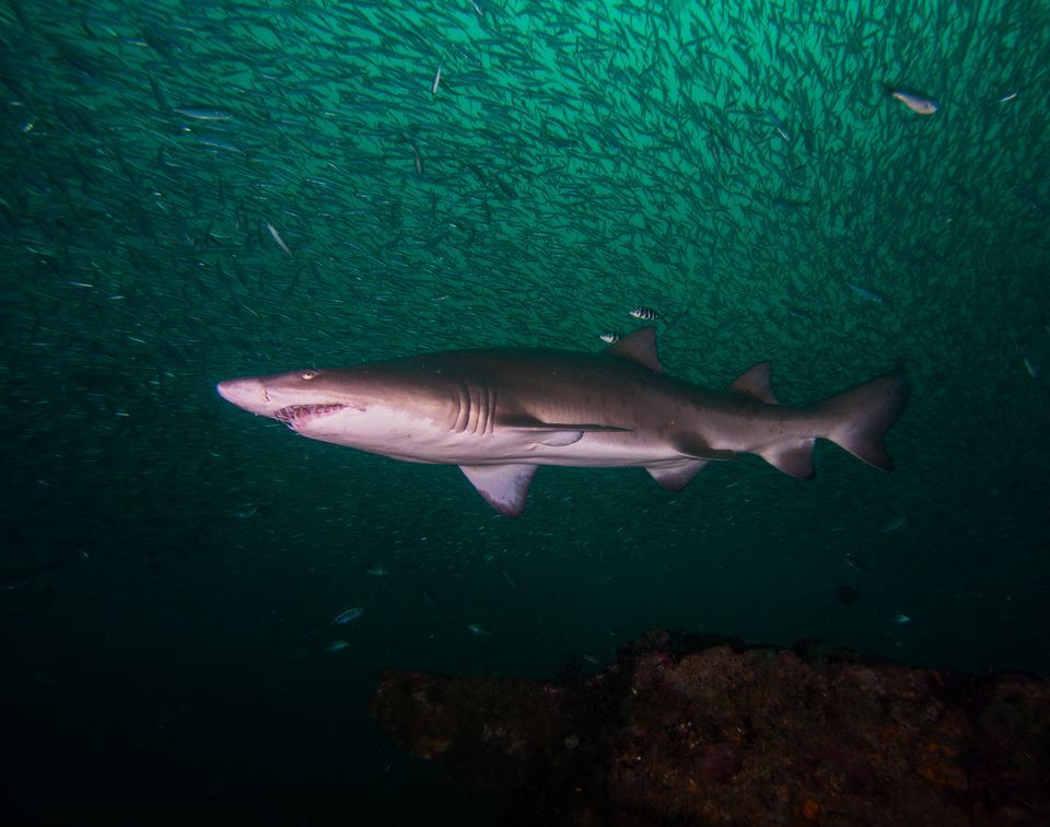 Nice Images Collection - Great White Shark - HD Wallpaper 