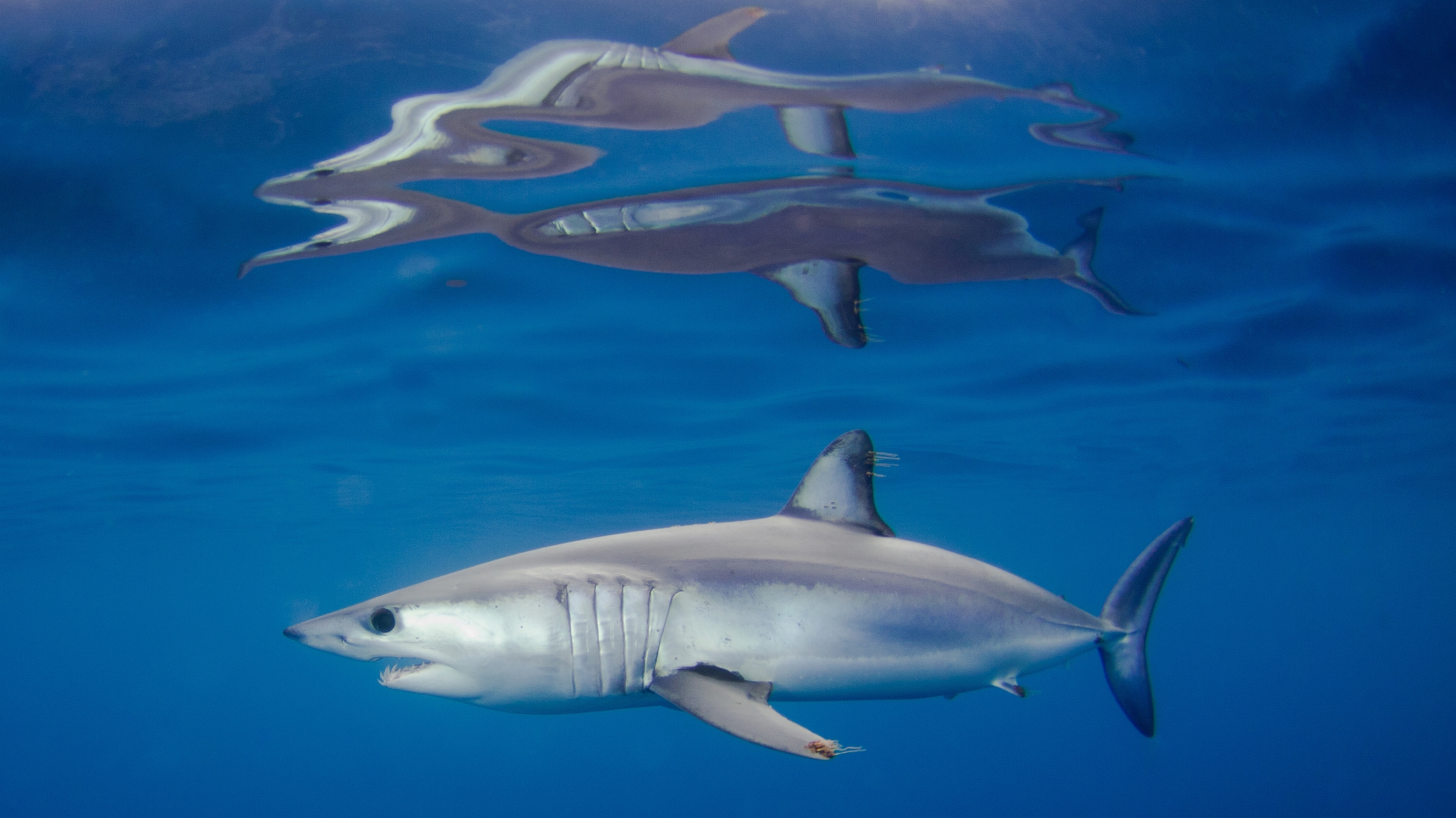Mako Shark Nat Geo - HD Wallpaper 