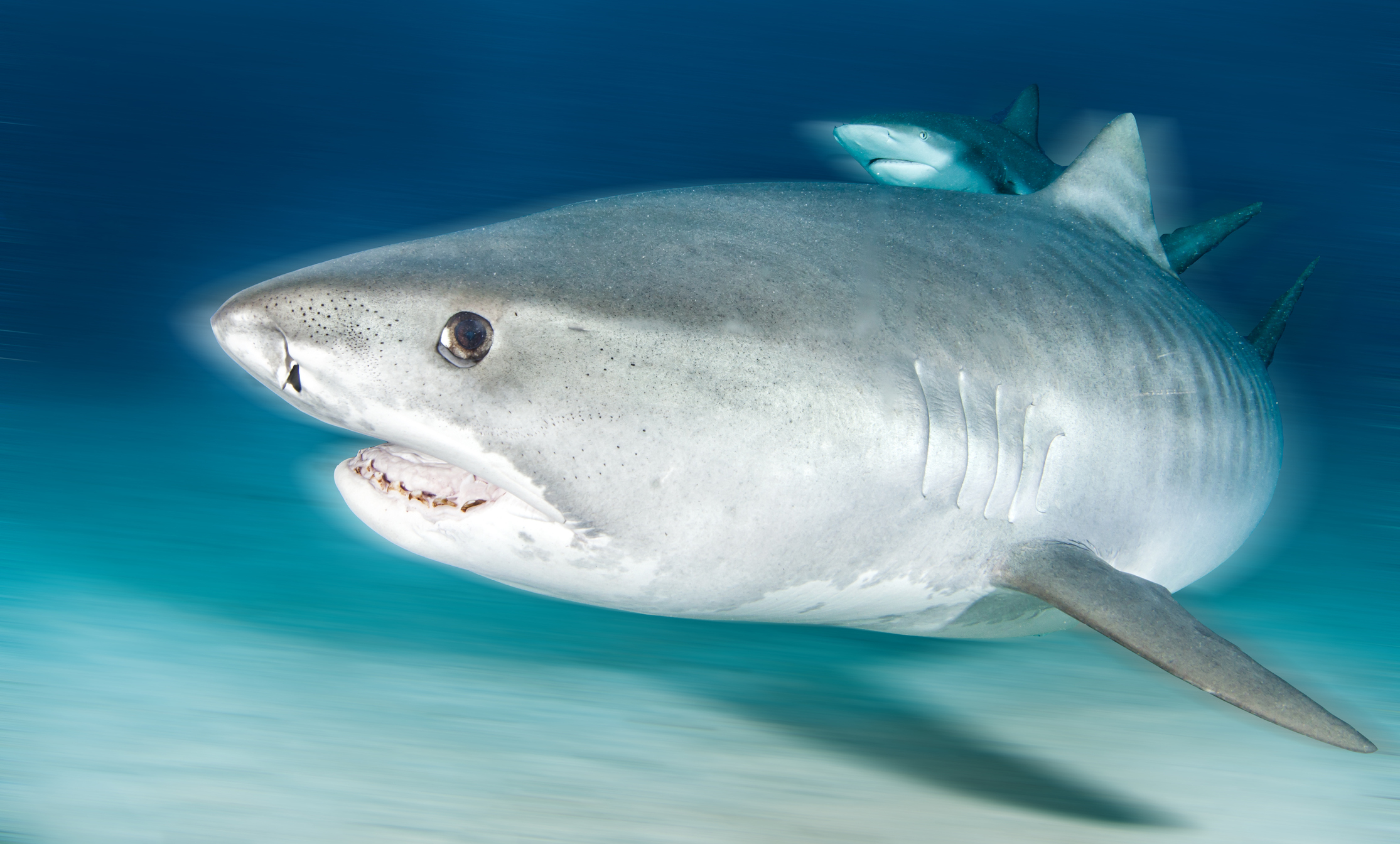 Tiger Shark, Shark, Ocean, Wildlife, Stock, Getty, - Shark Eats Woman - HD Wallpaper 