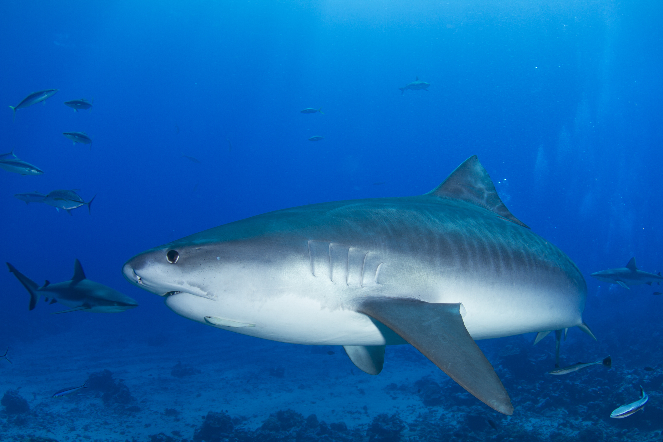 Tiger Shark - Human Limb Found In Shark - HD Wallpaper 