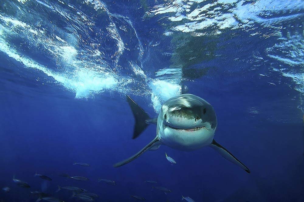 Sea Creatures - HD Wallpaper 