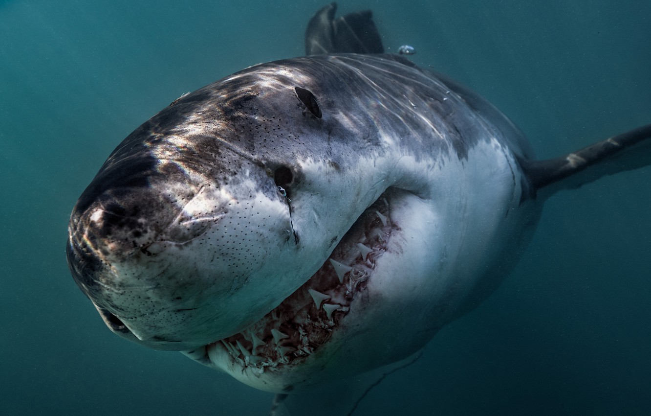Photo Wallpaper Ocean, Predator, Great White Shark - Great White Shark Facts - HD Wallpaper 