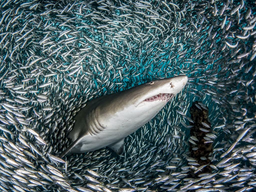 School Of Fish And Shark - HD Wallpaper 