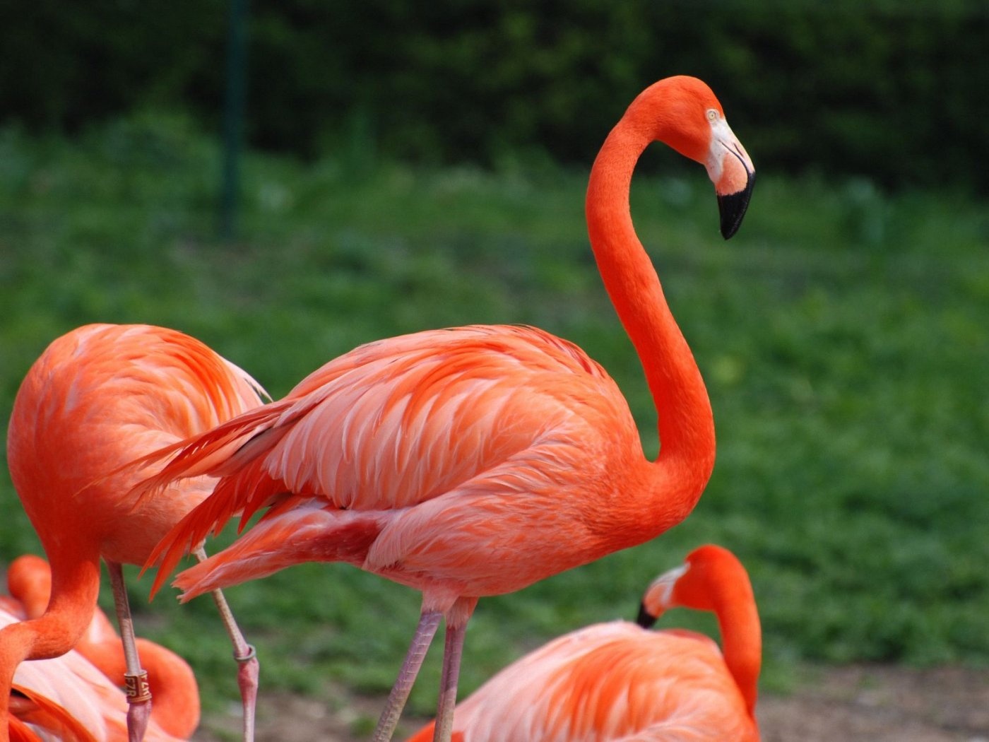Most Beautiful Flamingo Hd - HD Wallpaper 