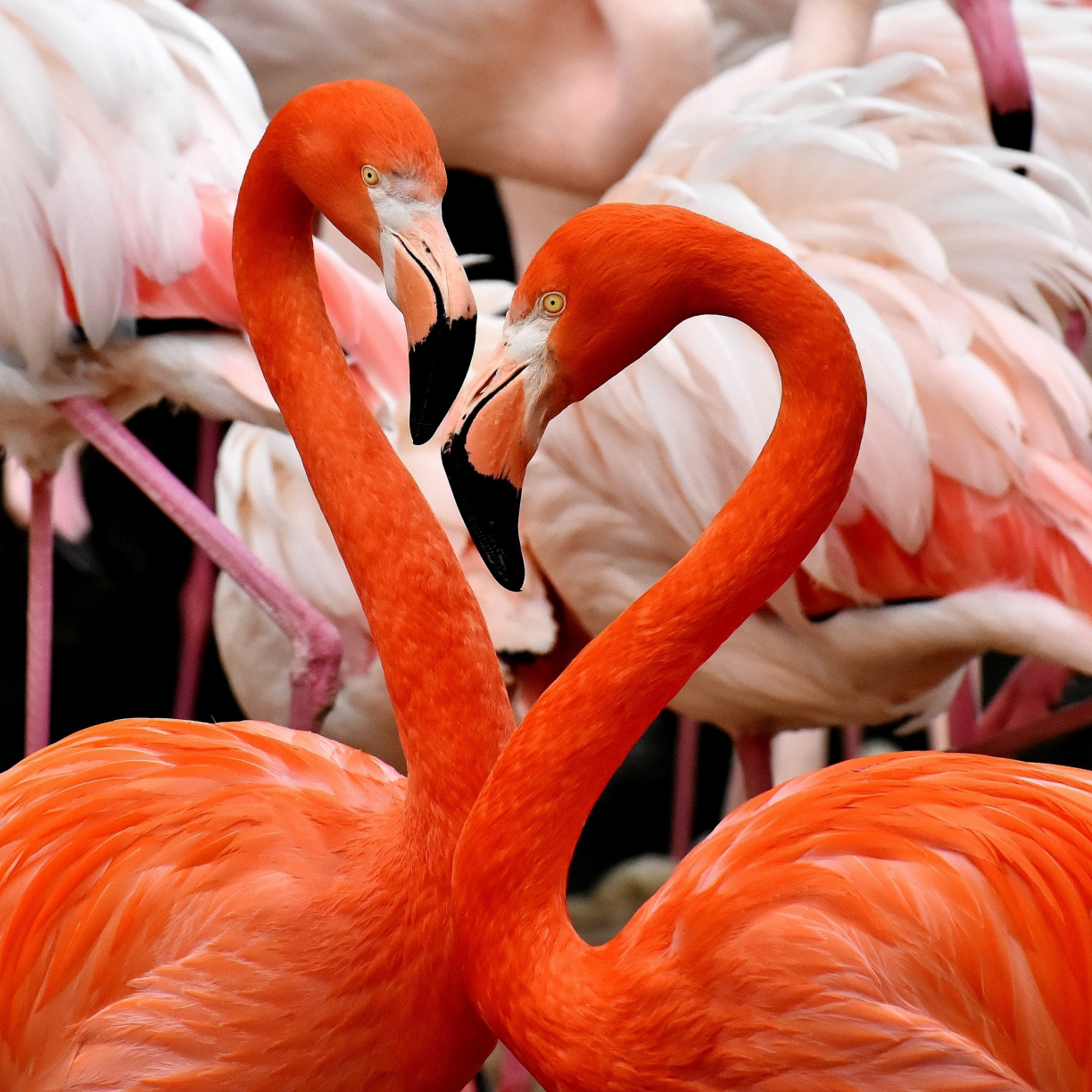 Flamingo, Birds, Wallpaper - Flamingo Hd Wallpapers 1080p - HD Wallpaper 