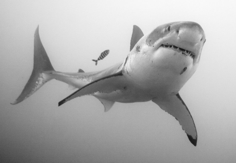 images Black Great White Shark Wallpaper high resolution wallpaper great white
