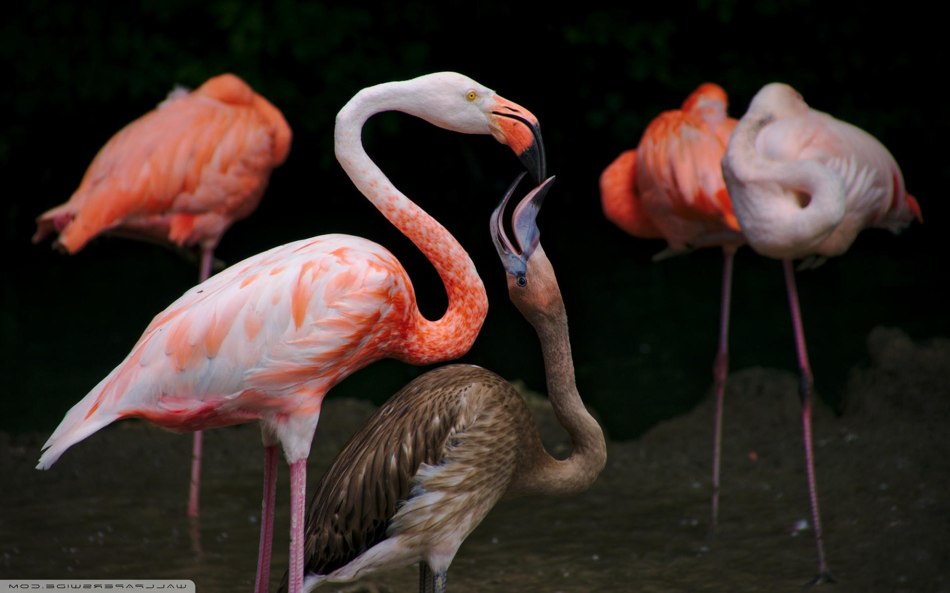 Greater Flamingo - HD Wallpaper 
