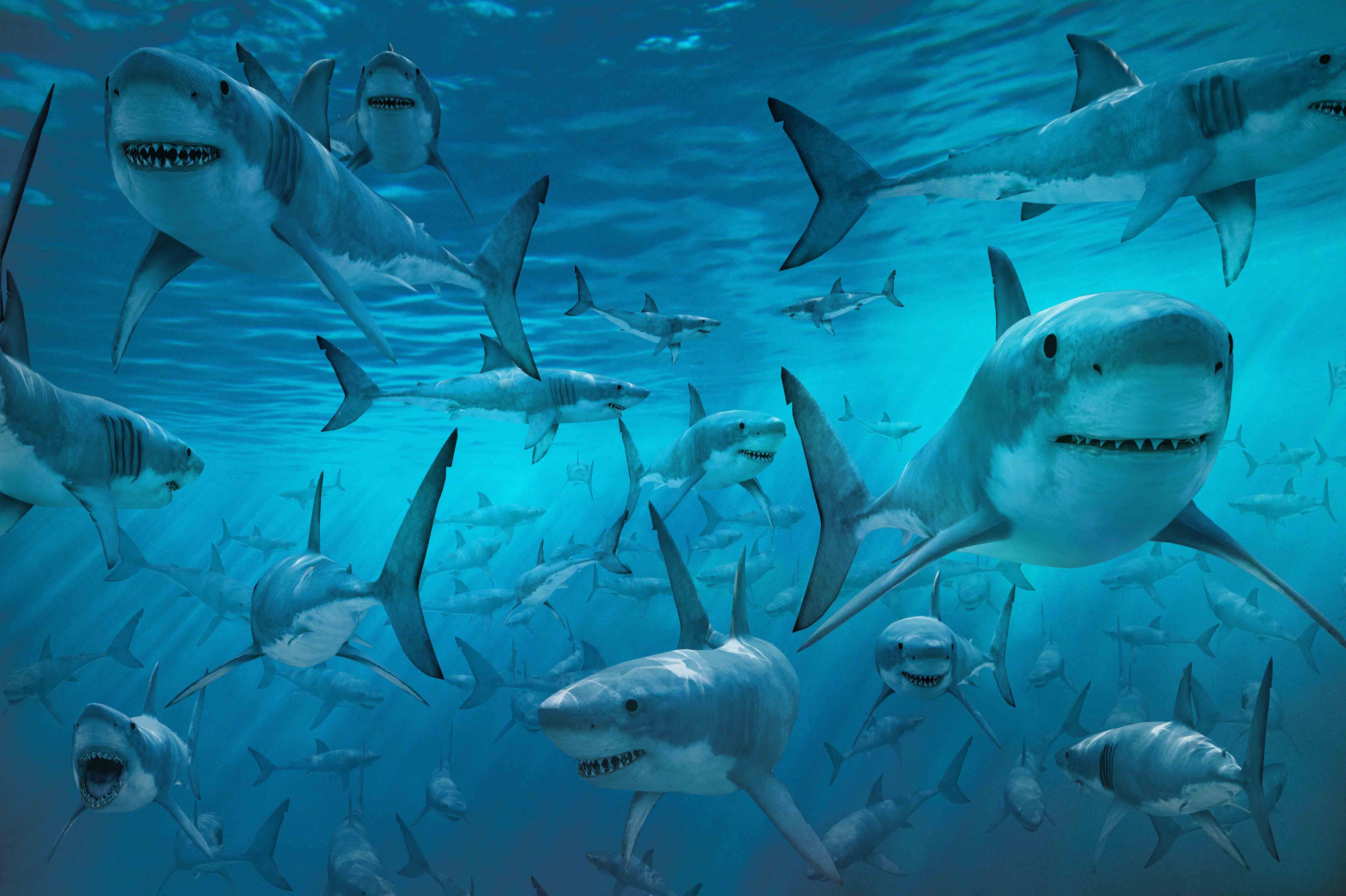 Free Images Of Sharks Download - Sharks Swimming - HD Wallpaper 