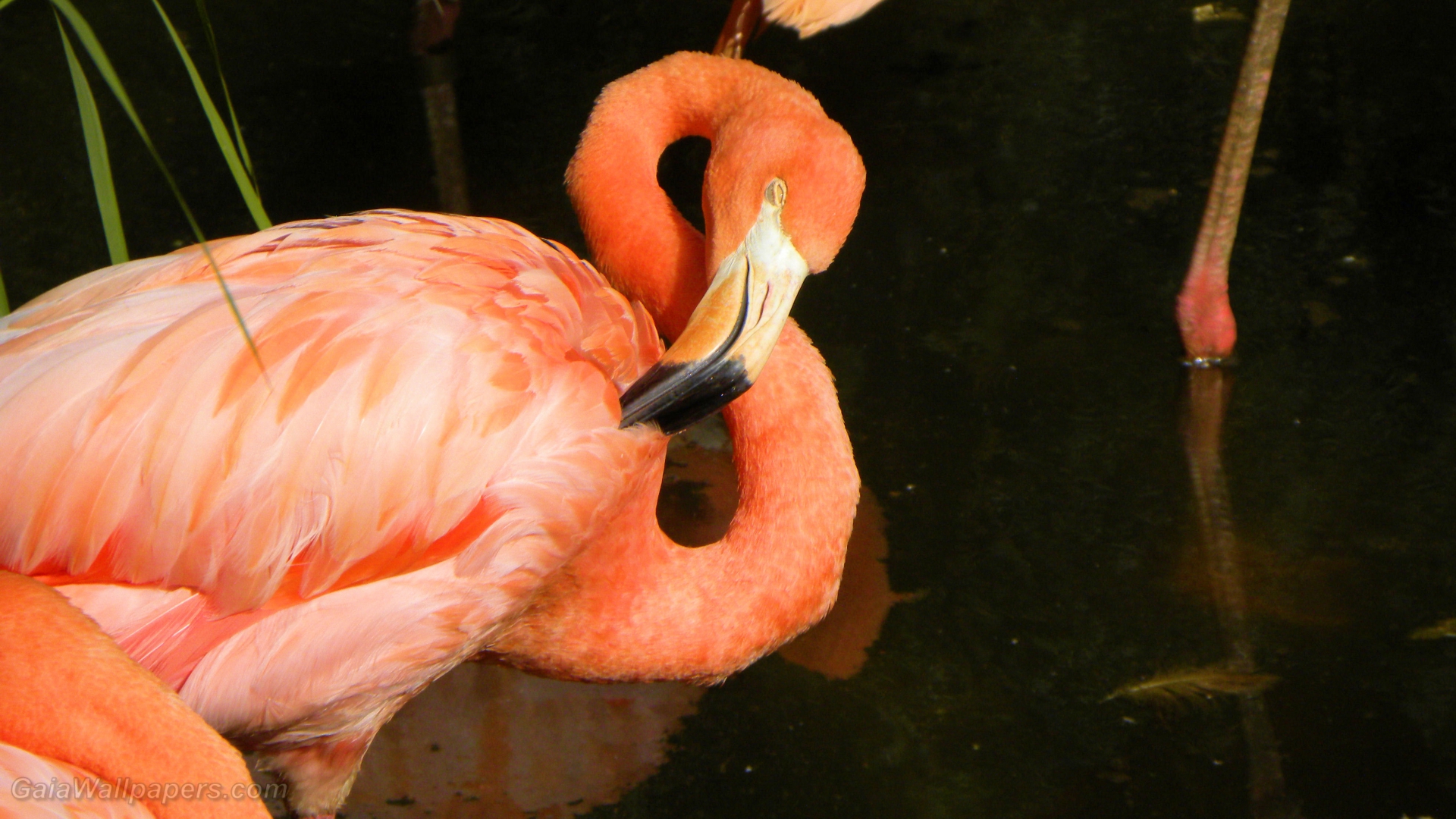 Greater Flamingo Grooming - Greater Flamingo - HD Wallpaper 