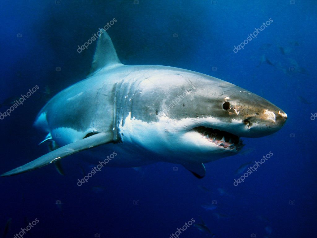 Great White Shark - HD Wallpaper 