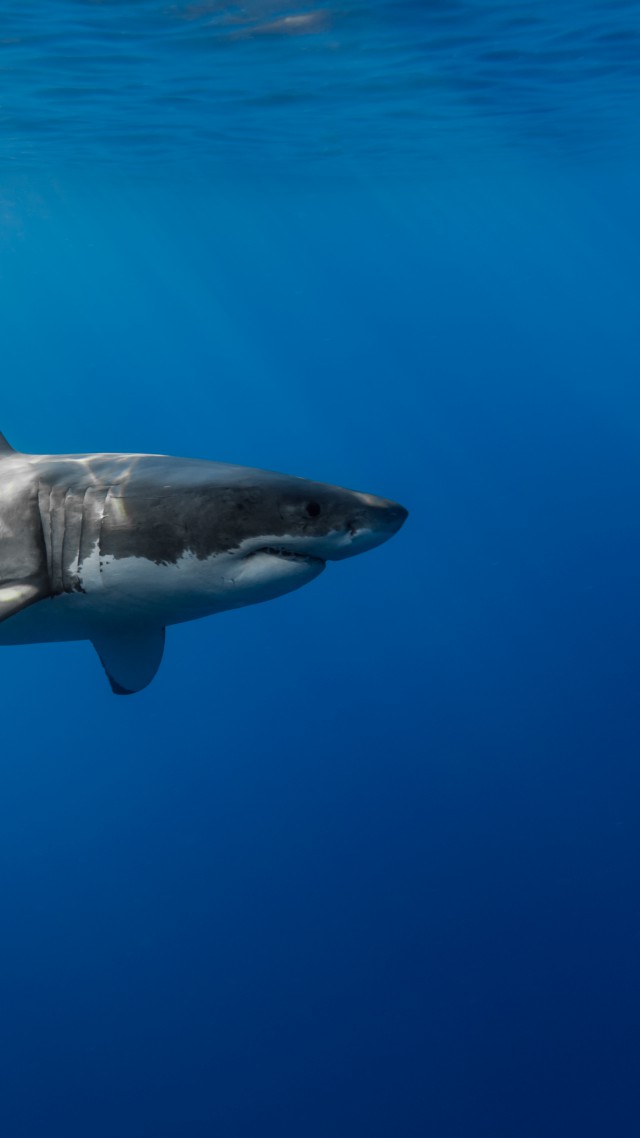Shark, Underwater - Shark Wallpaper Vertical - HD Wallpaper 