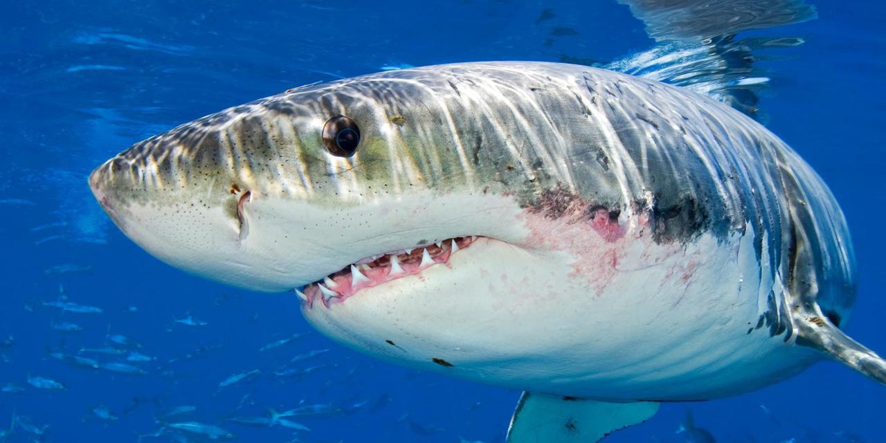 Great White Shark High Quality Background On Wallpapers - HD Wallpaper 