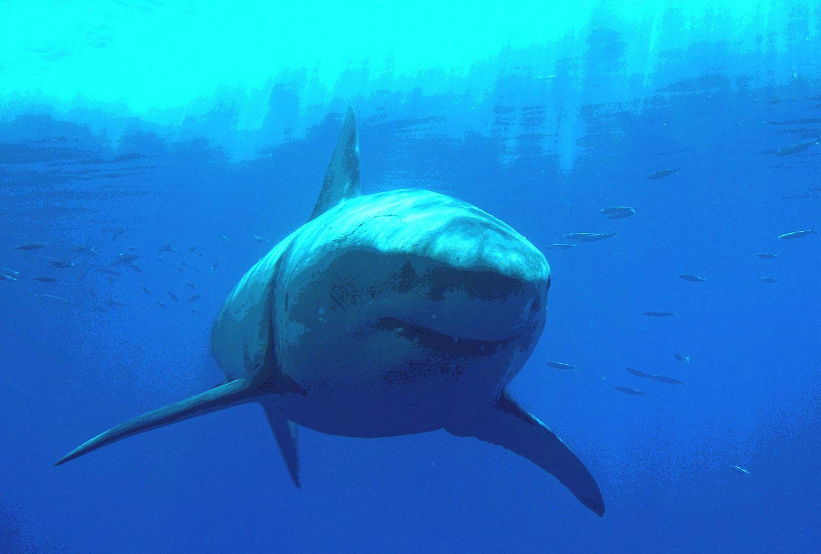Free Great White Shark Wallpaper Wallpapers Download - Underwater - HD Wallpaper 