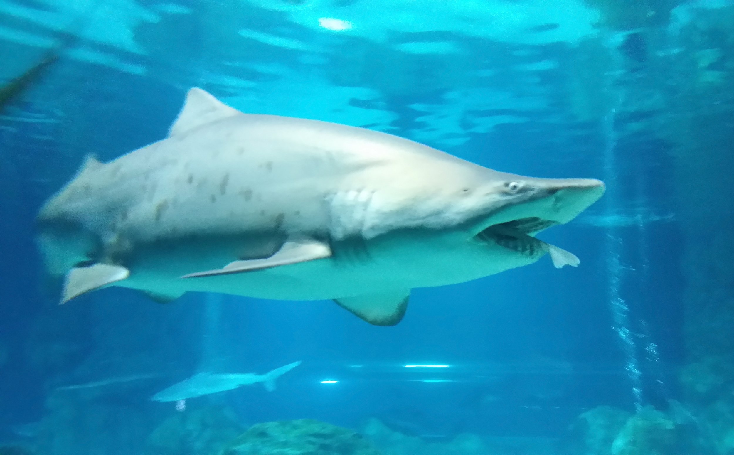 Gettyimages-507387972 - Shark Coex - HD Wallpaper 