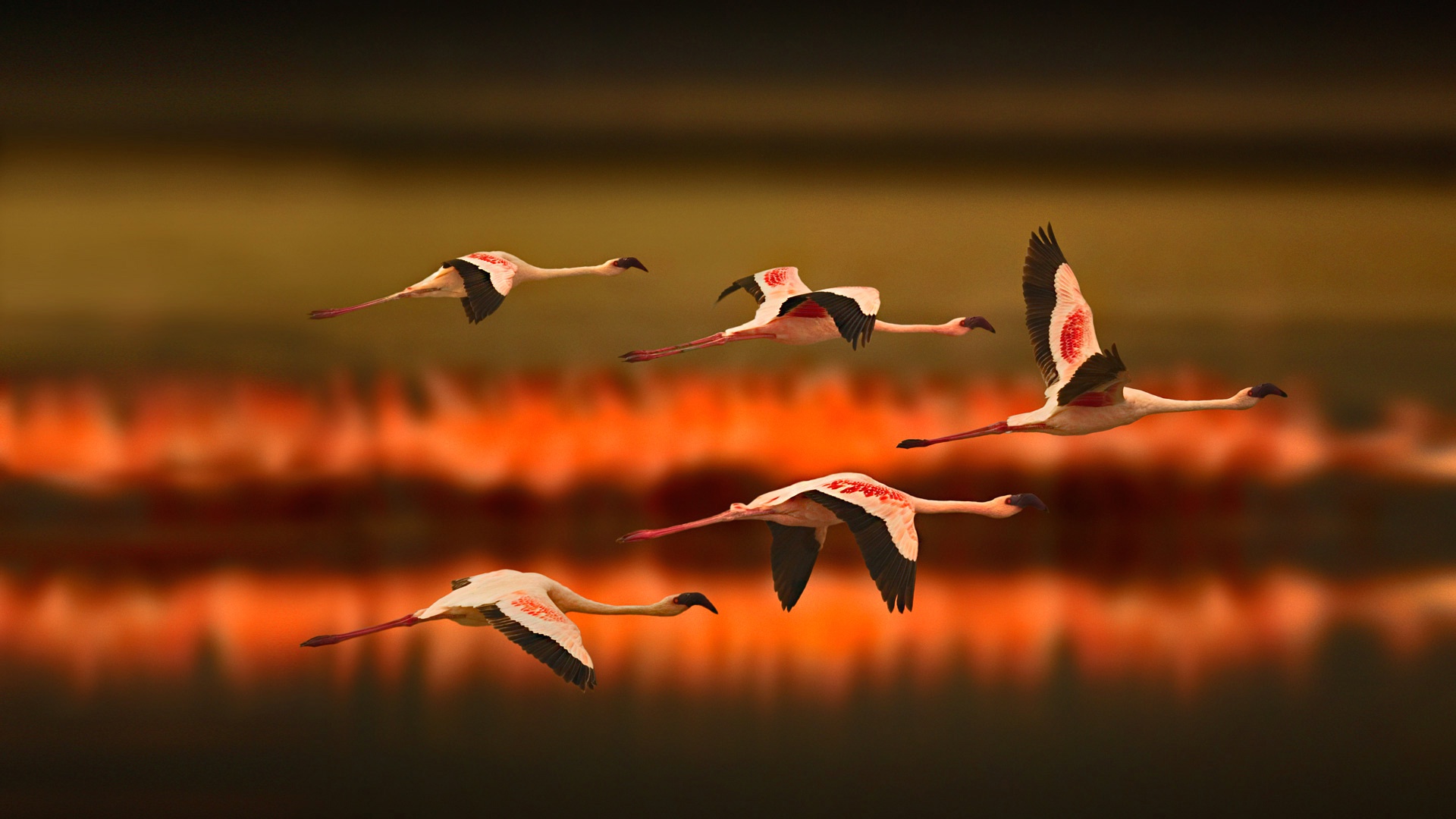 Flamants Roses Tanzanie - HD Wallpaper 