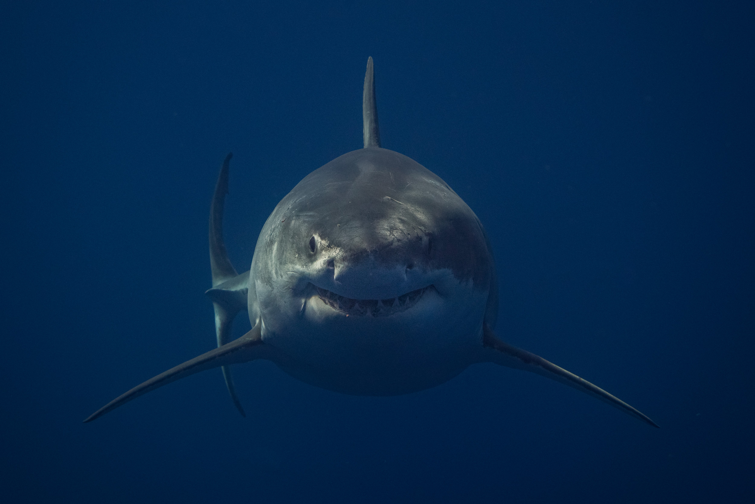 Great White Shark, Guadalupe Island ...