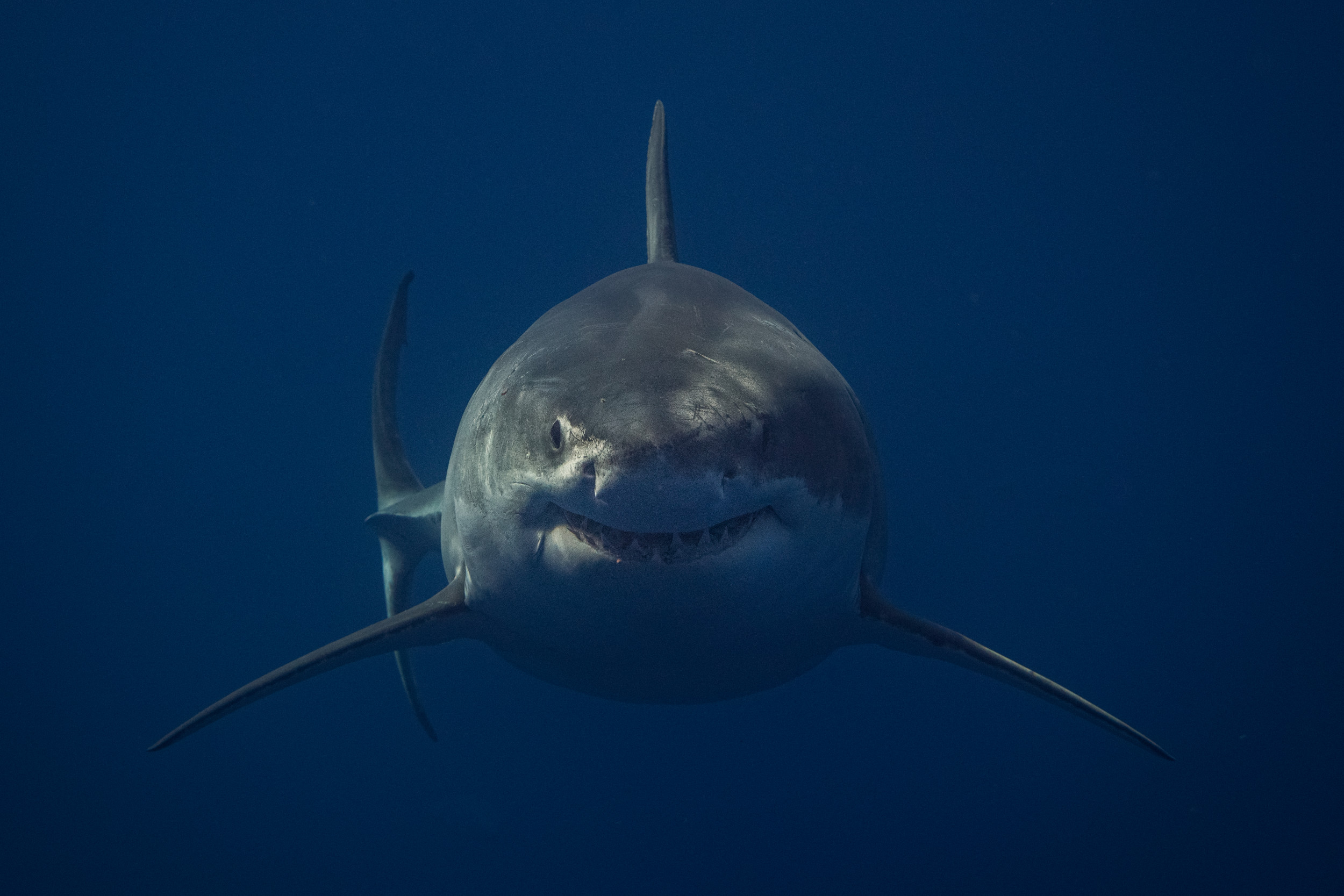 Great White Shark, Guadalupe Island, Diving, - Great White Shark Face - HD Wallpaper 