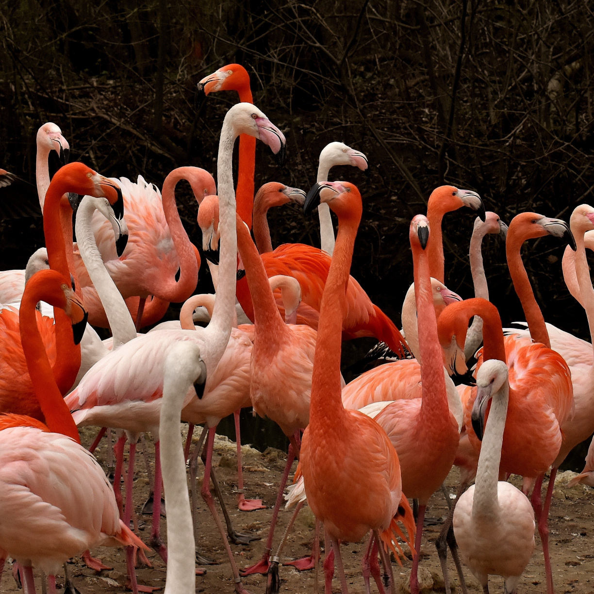 Birds, Beautiful, Flamingo, Wallpaper - Flamingo - HD Wallpaper 
