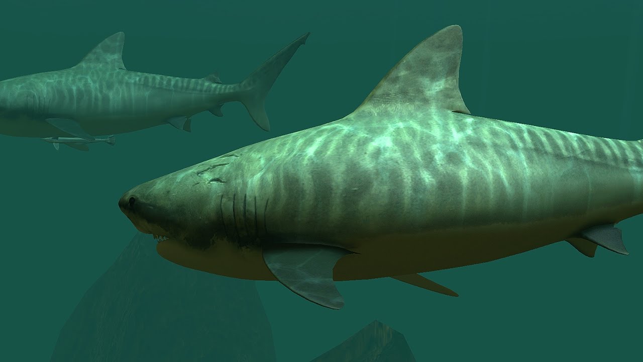 Tiger Shark - HD Wallpaper 