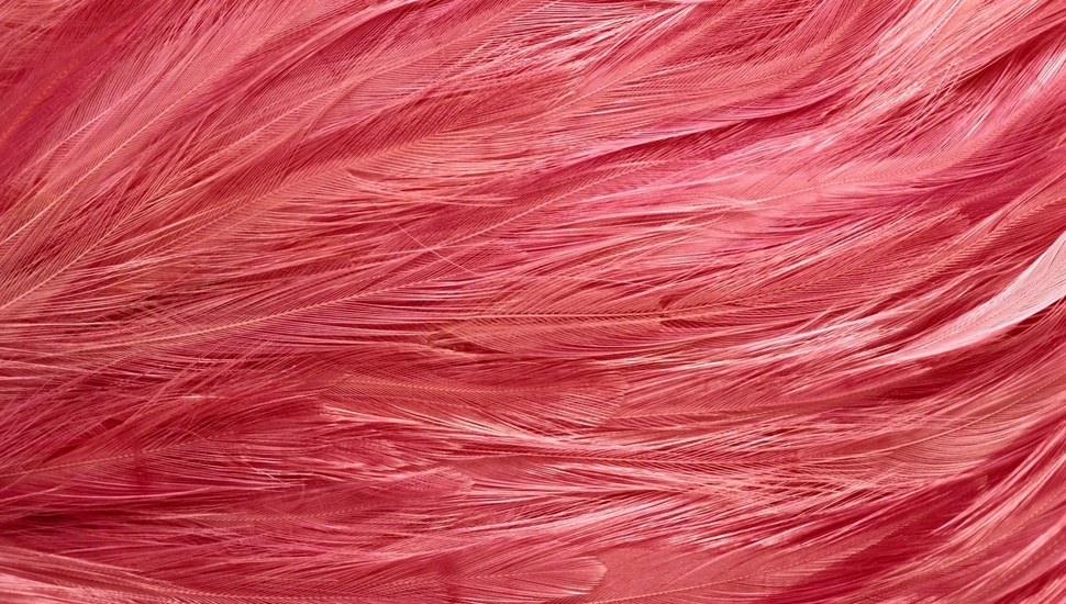 Pink Flamingo, Texture, Texture, Background Desktop, - Pink Feathers - HD Wallpaper 