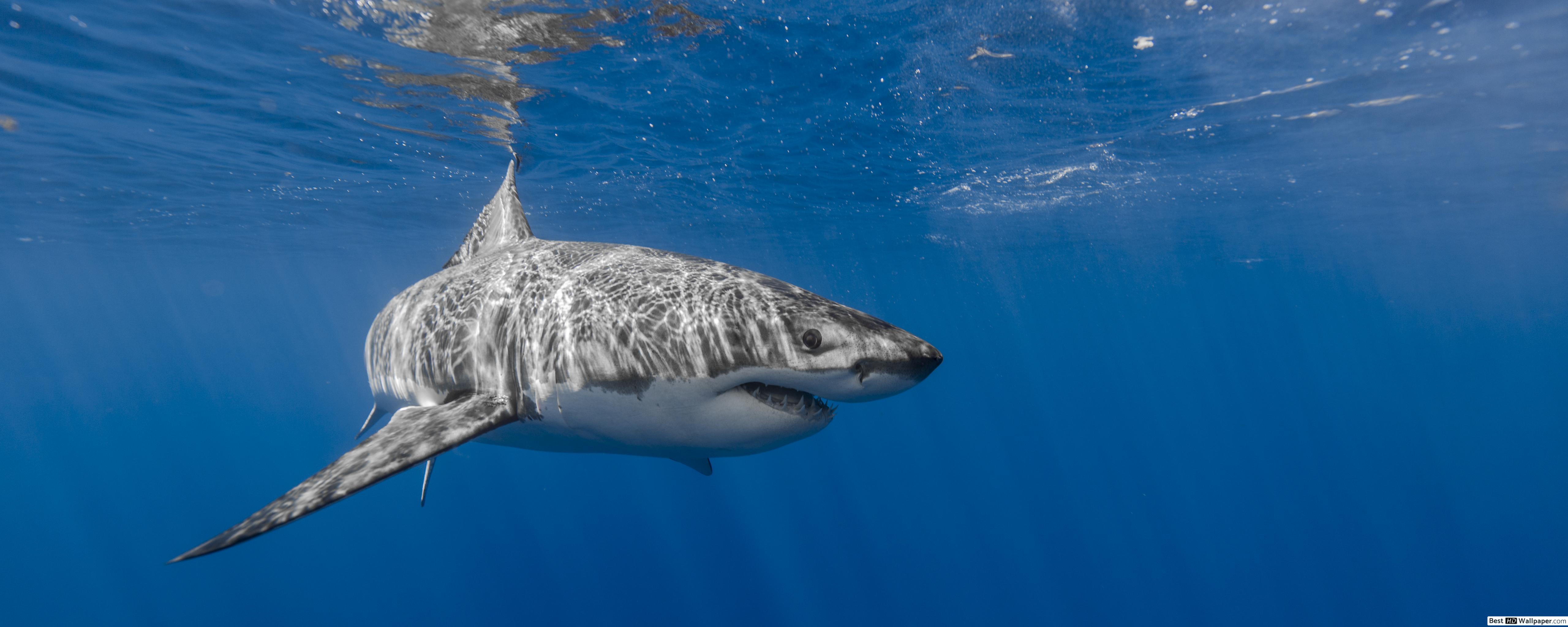 Dual Screen Wallpaper Shark - HD Wallpaper 