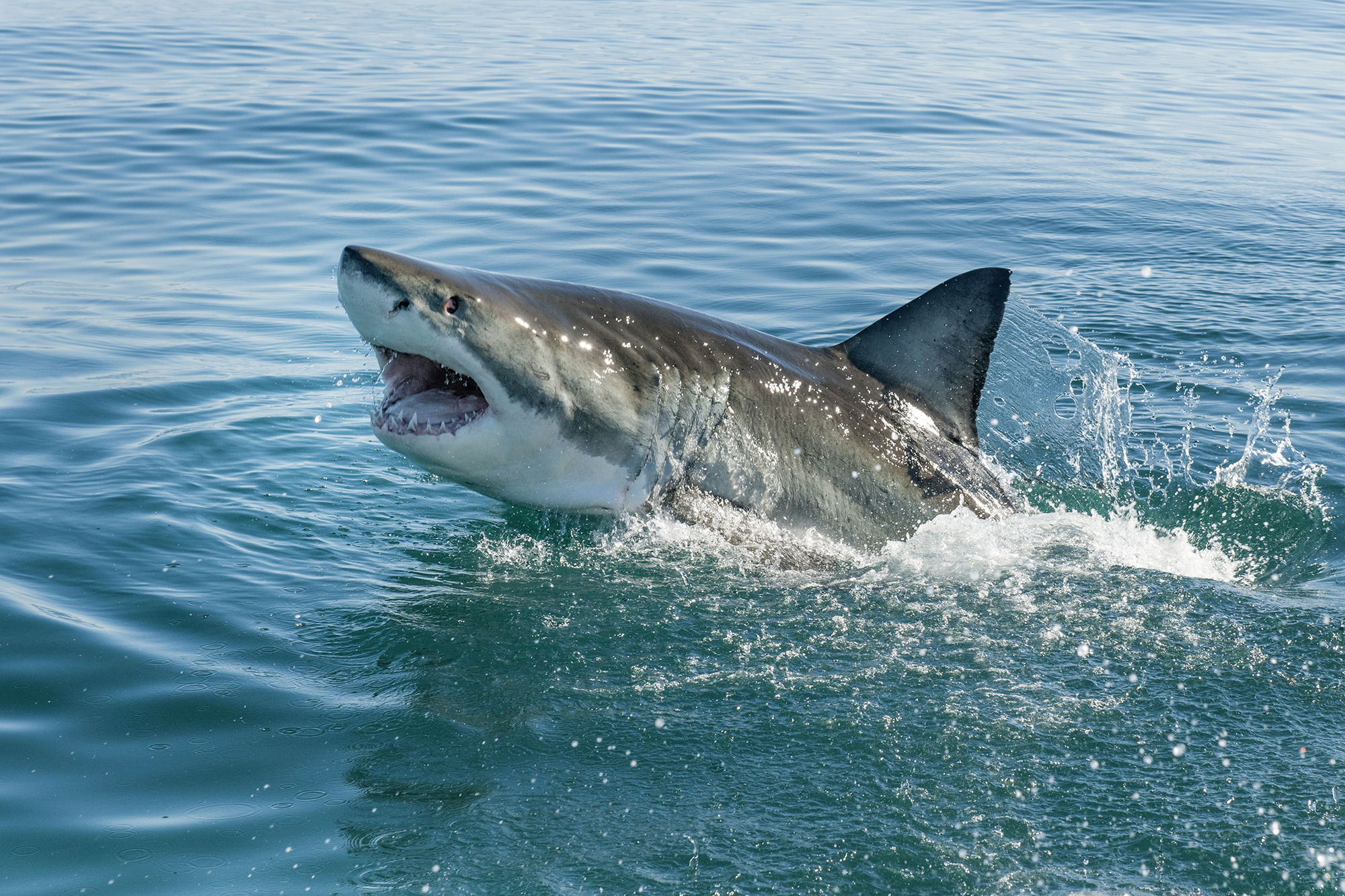 Shark, Great White Shark, Ocean, Sea, Stock,getty - Grear White Shark - HD Wallpaper 