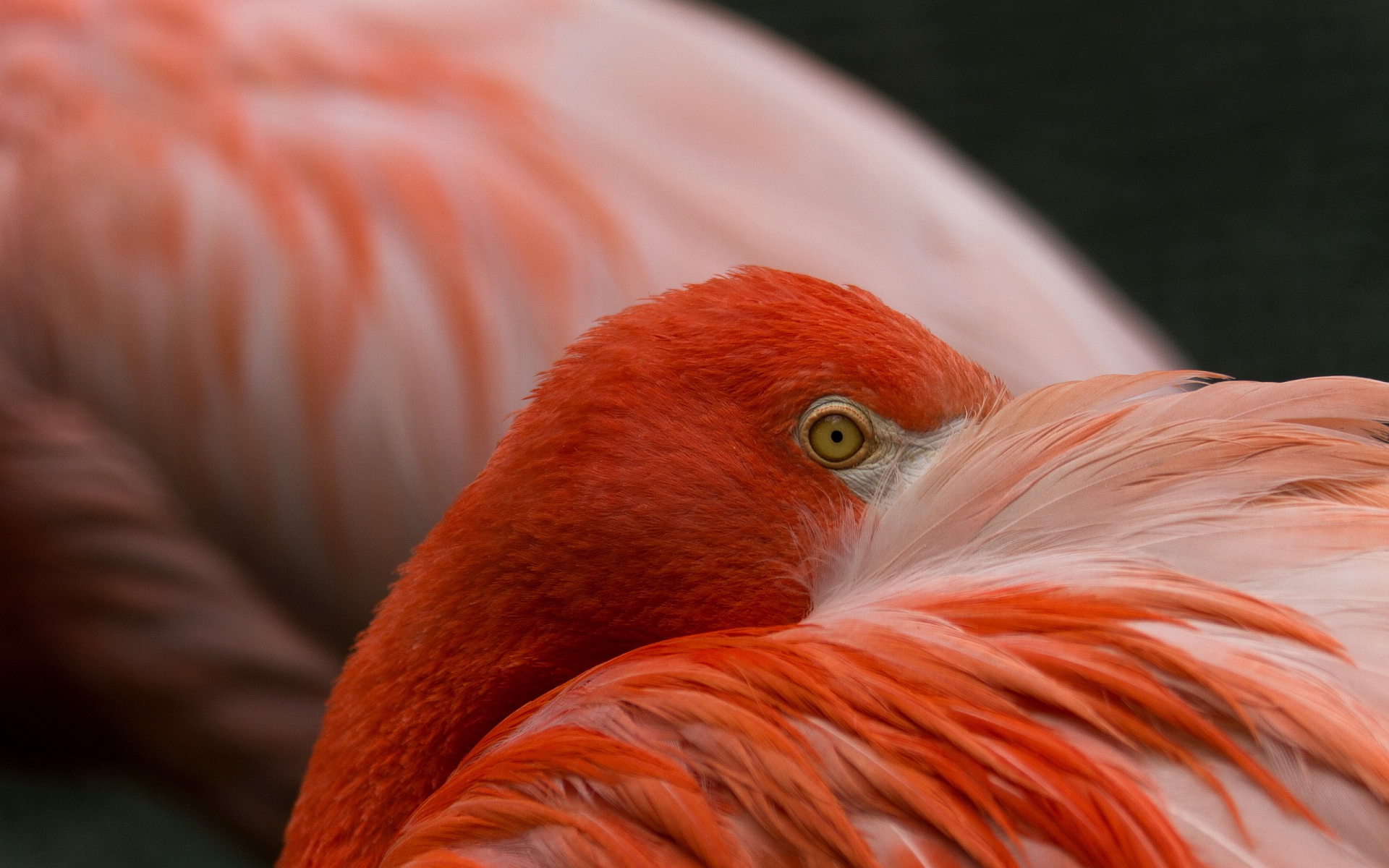 Flamingo Hd - HD Wallpaper 